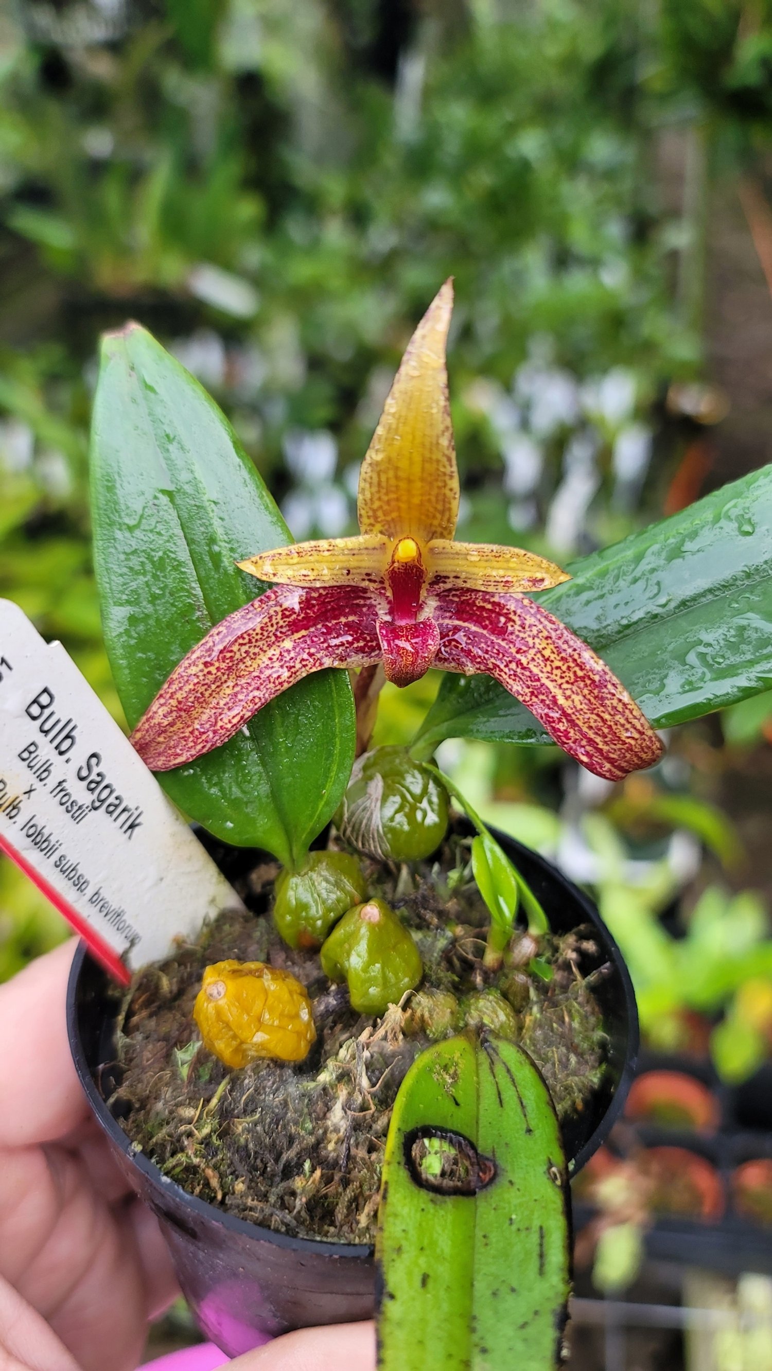 Bulbophyllum Sagarik