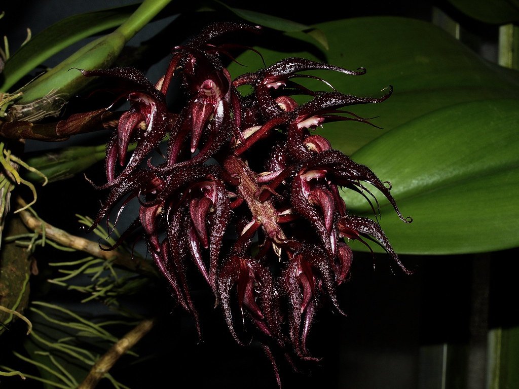 Bulbophyllum lasianthum.jpg