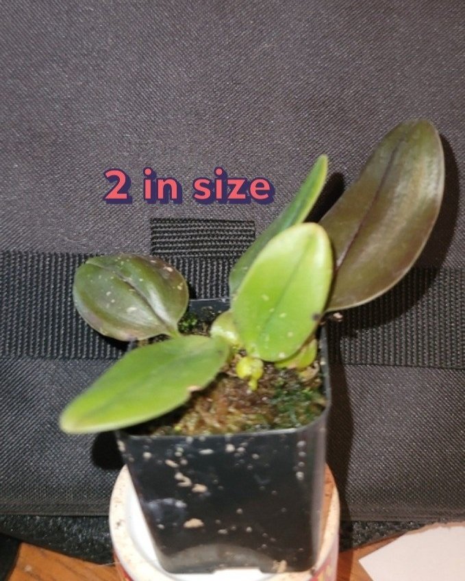 Bulb. weberi 2 in size