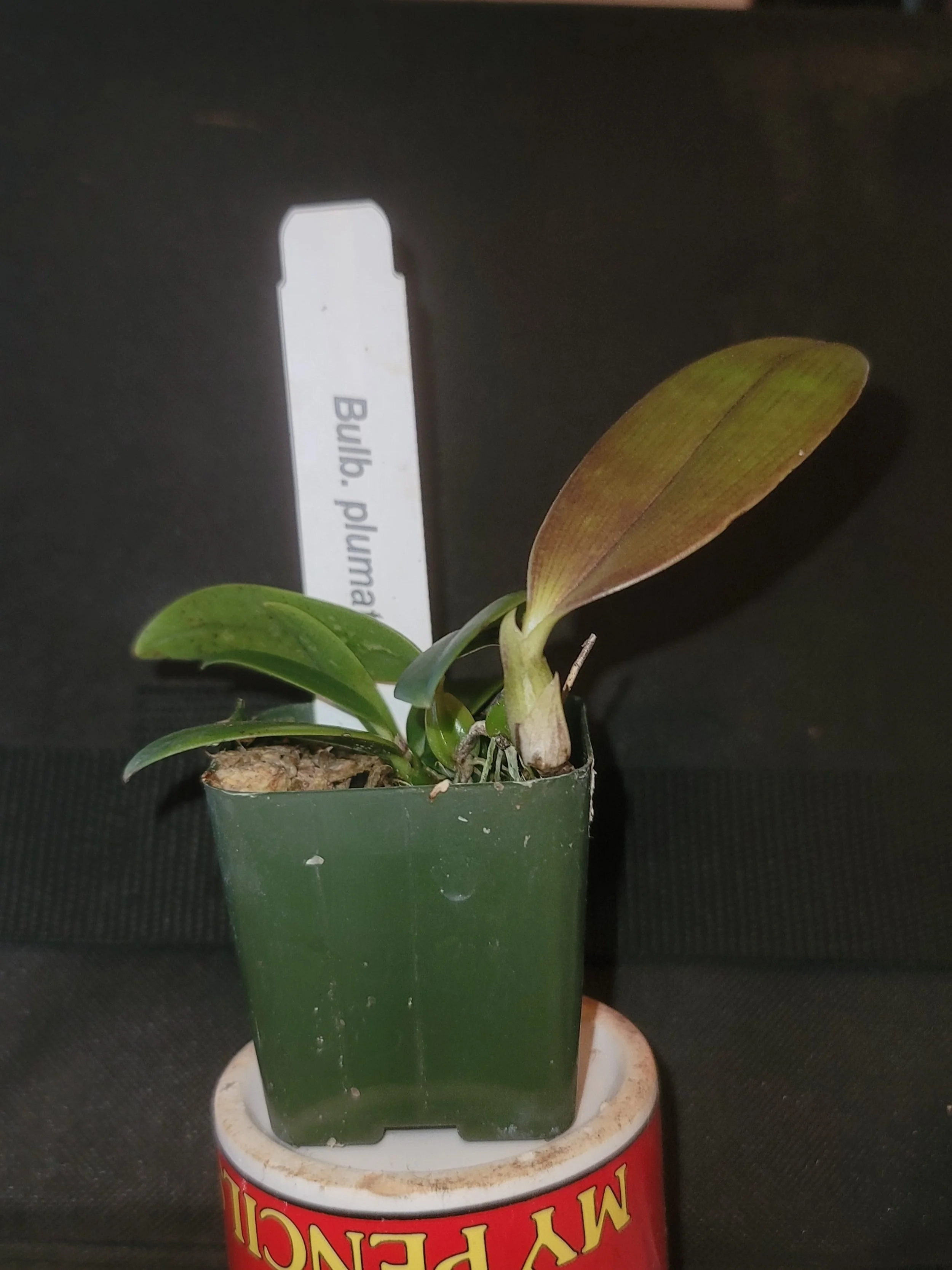 Bulbophyllum sumatranum — Jim-N-I Orchids