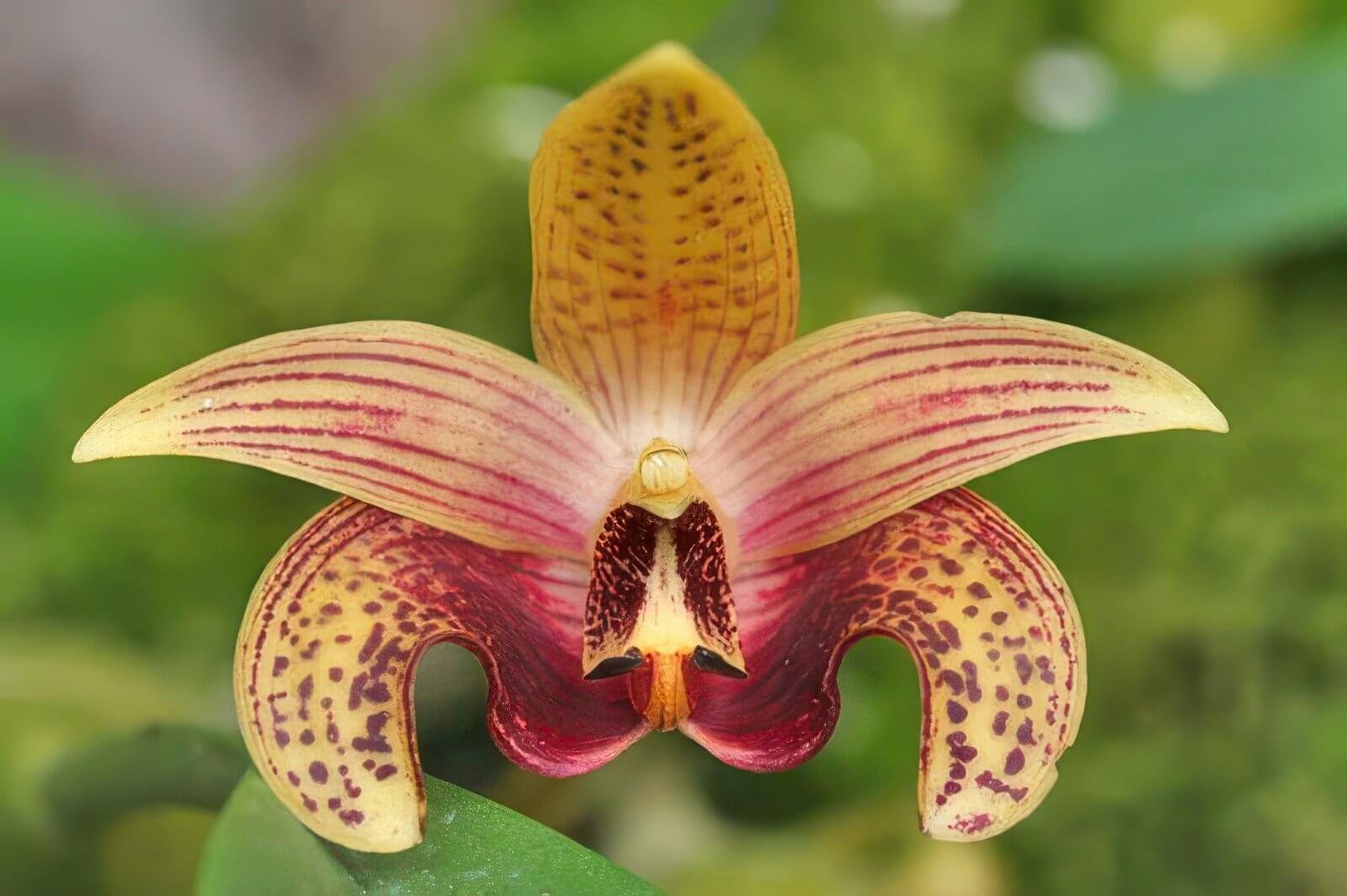 Bulbophyllum sumatranum
