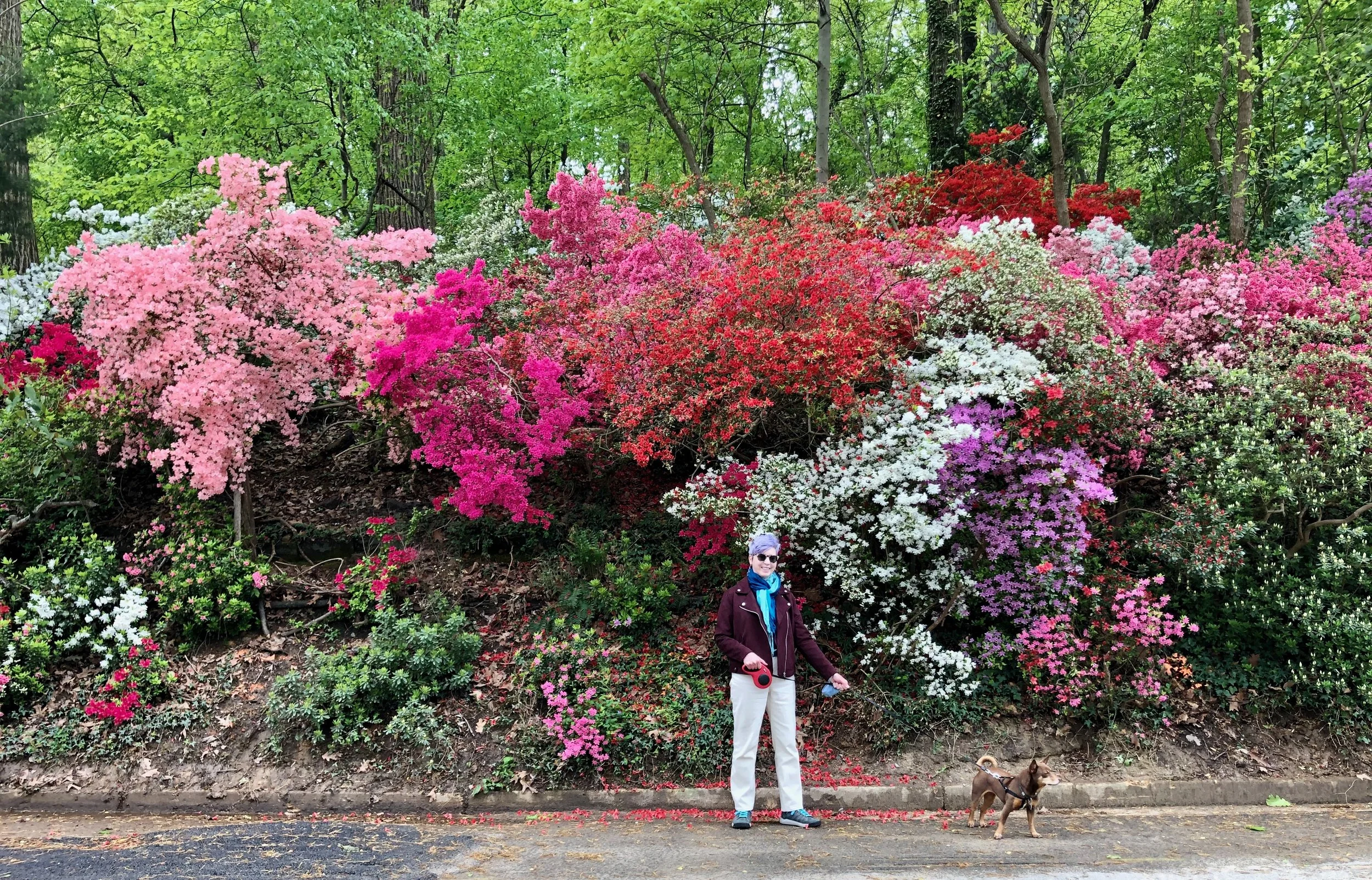 A woman standing on a sidewalk in front of a colorful bed of azalea shrubs with pink, white, red, and purple flowers, wearing sunglasses, a maroon jacket, and white pants, holding a leash attached to a small dog.