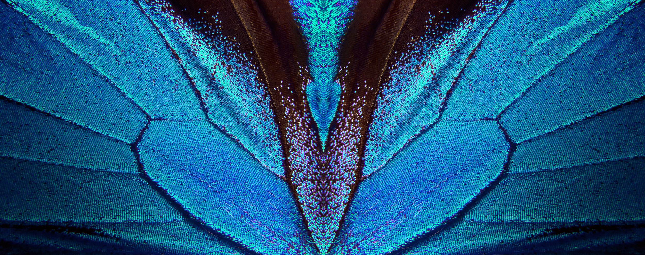 Butterfly wing 3-Licensed .jpeg