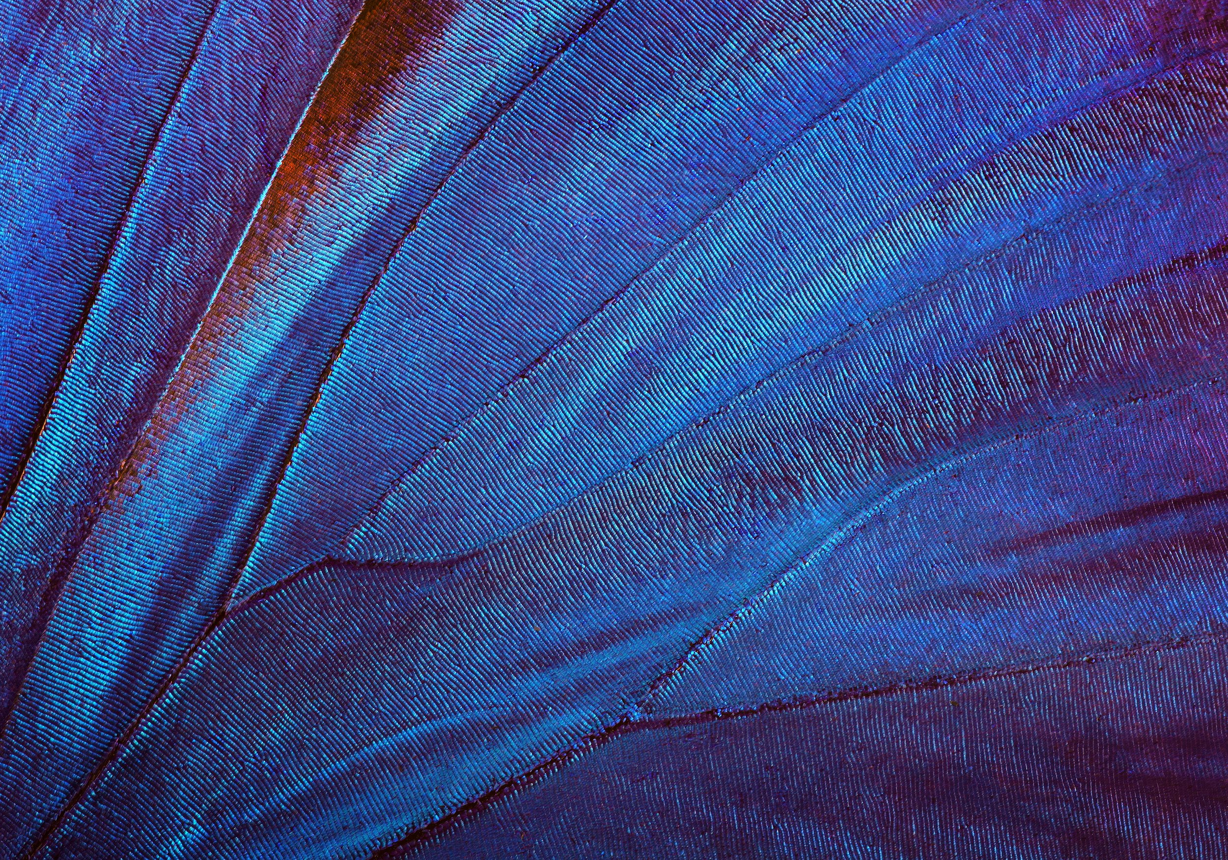 Blue Butterfly Wing-Licensed.jpeg