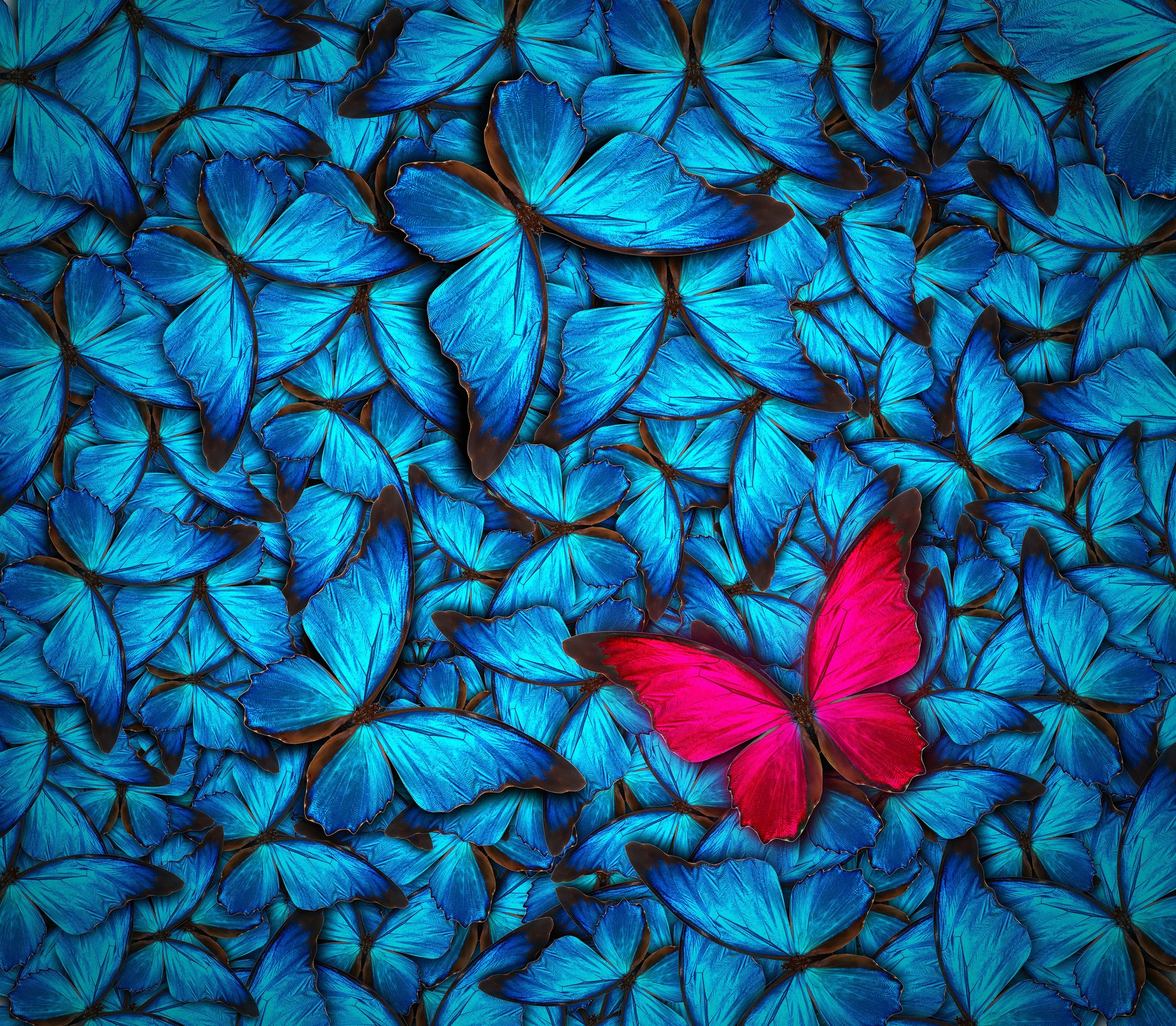 Red Butterfly on Blue Background Licensed.jpeg