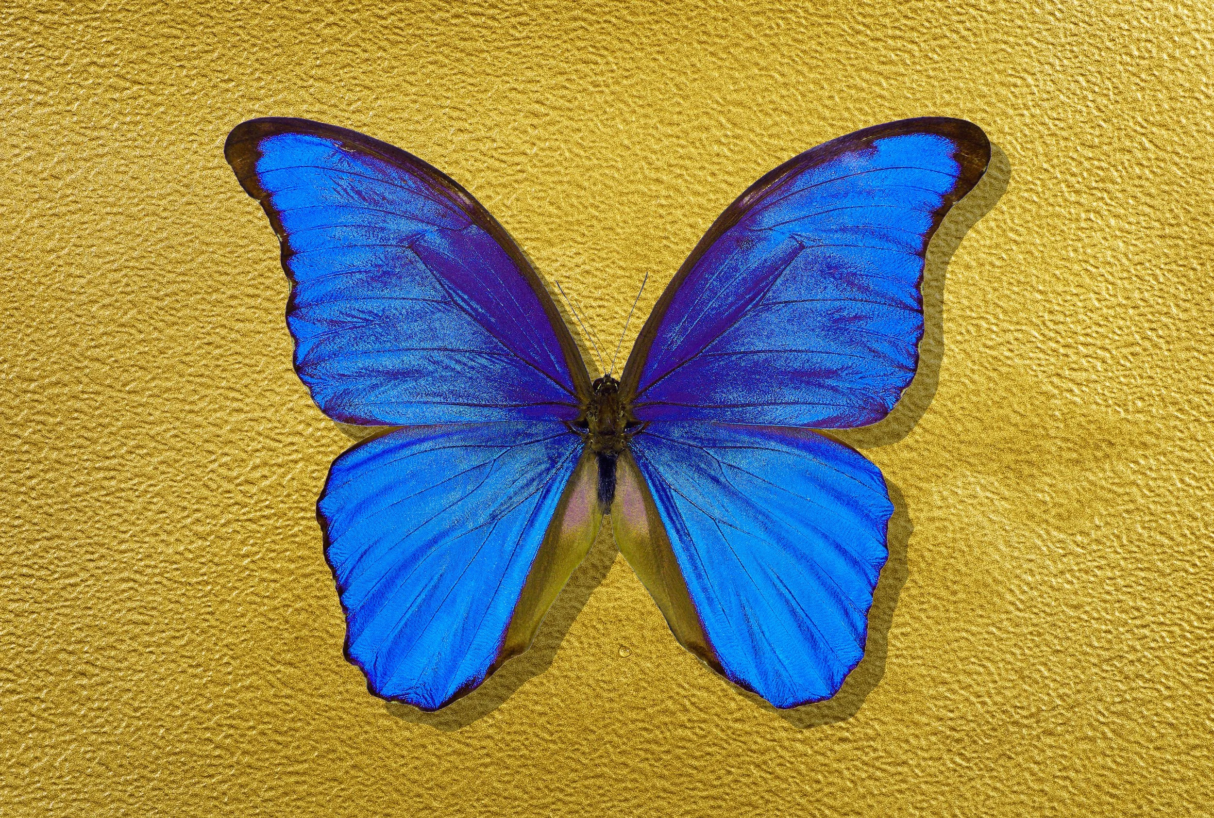 Blue Butterfly Gold Background-Licensed.jpeg