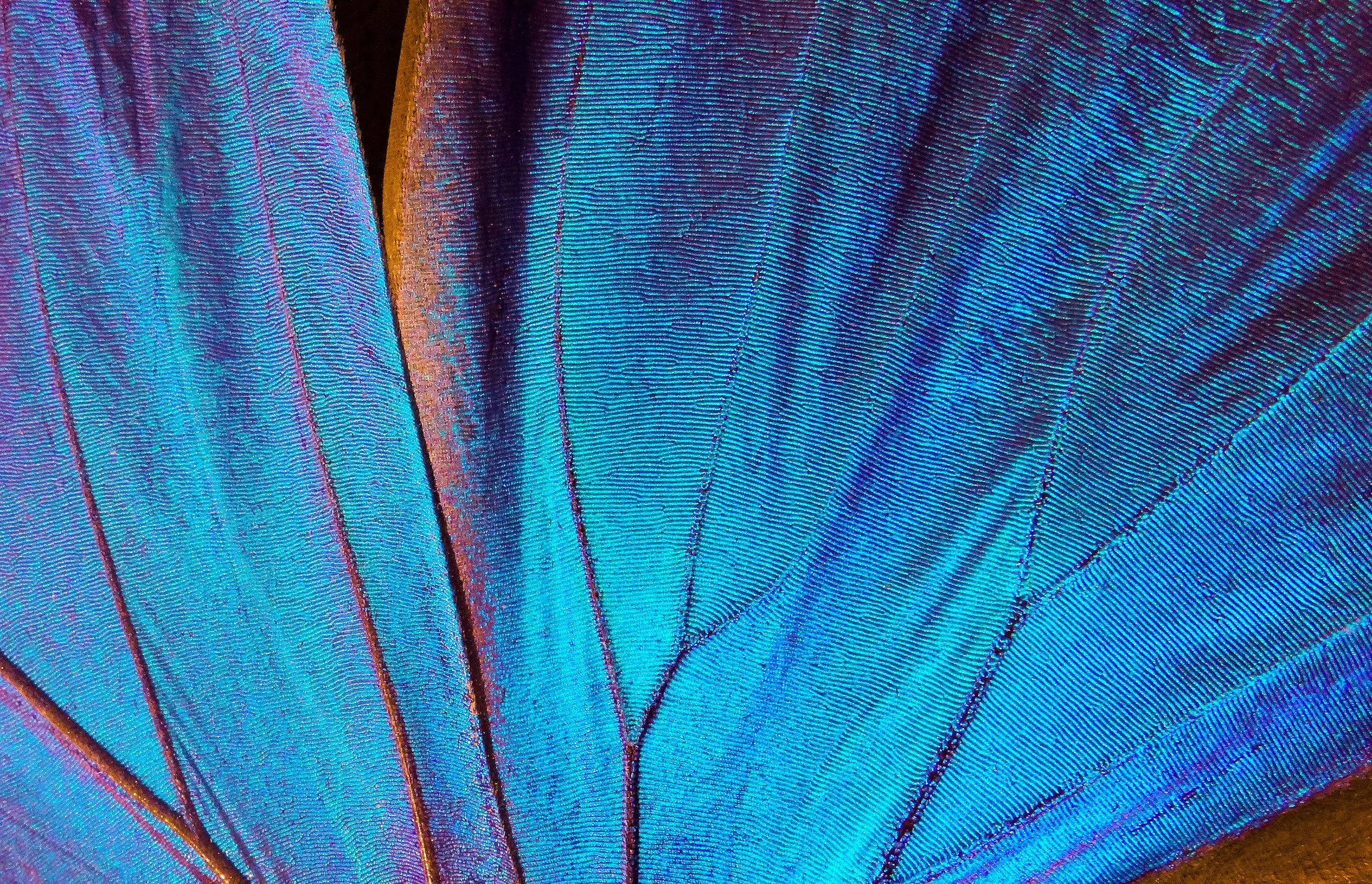 Butterfly Wing 2-Licensed.jpeg