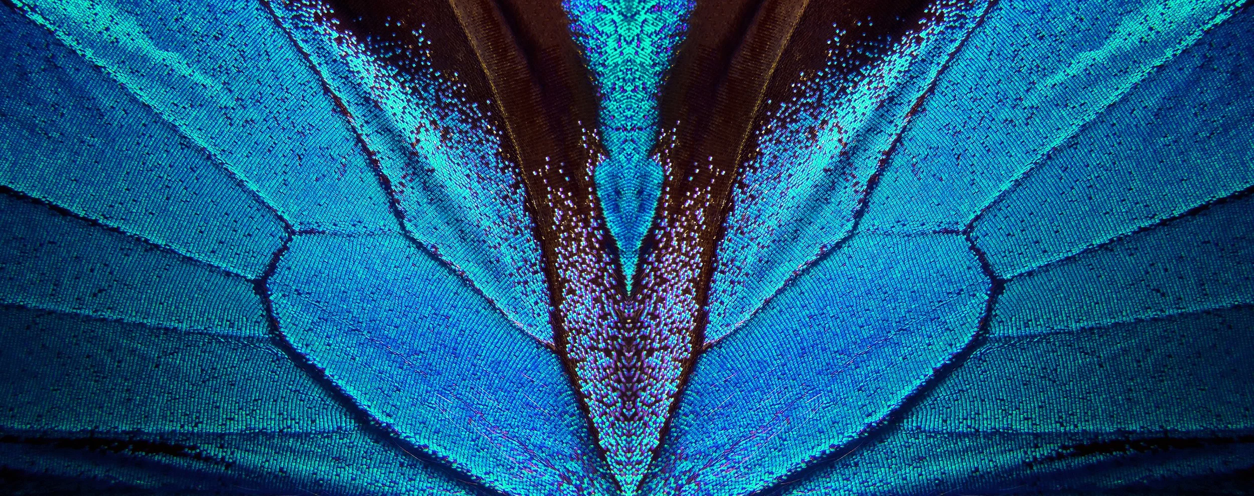Butterfly wing 3-Licensed .jpeg