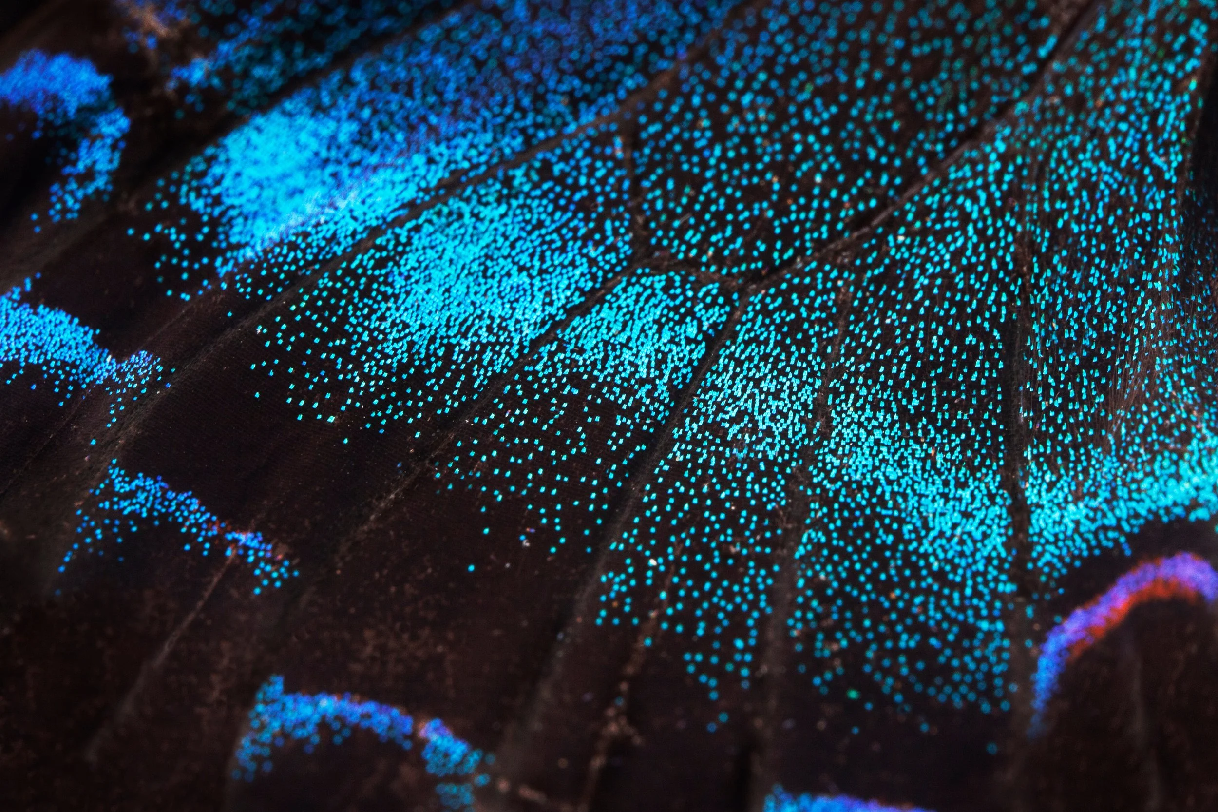 Butterfly Wing 4-Licensed.jpeg