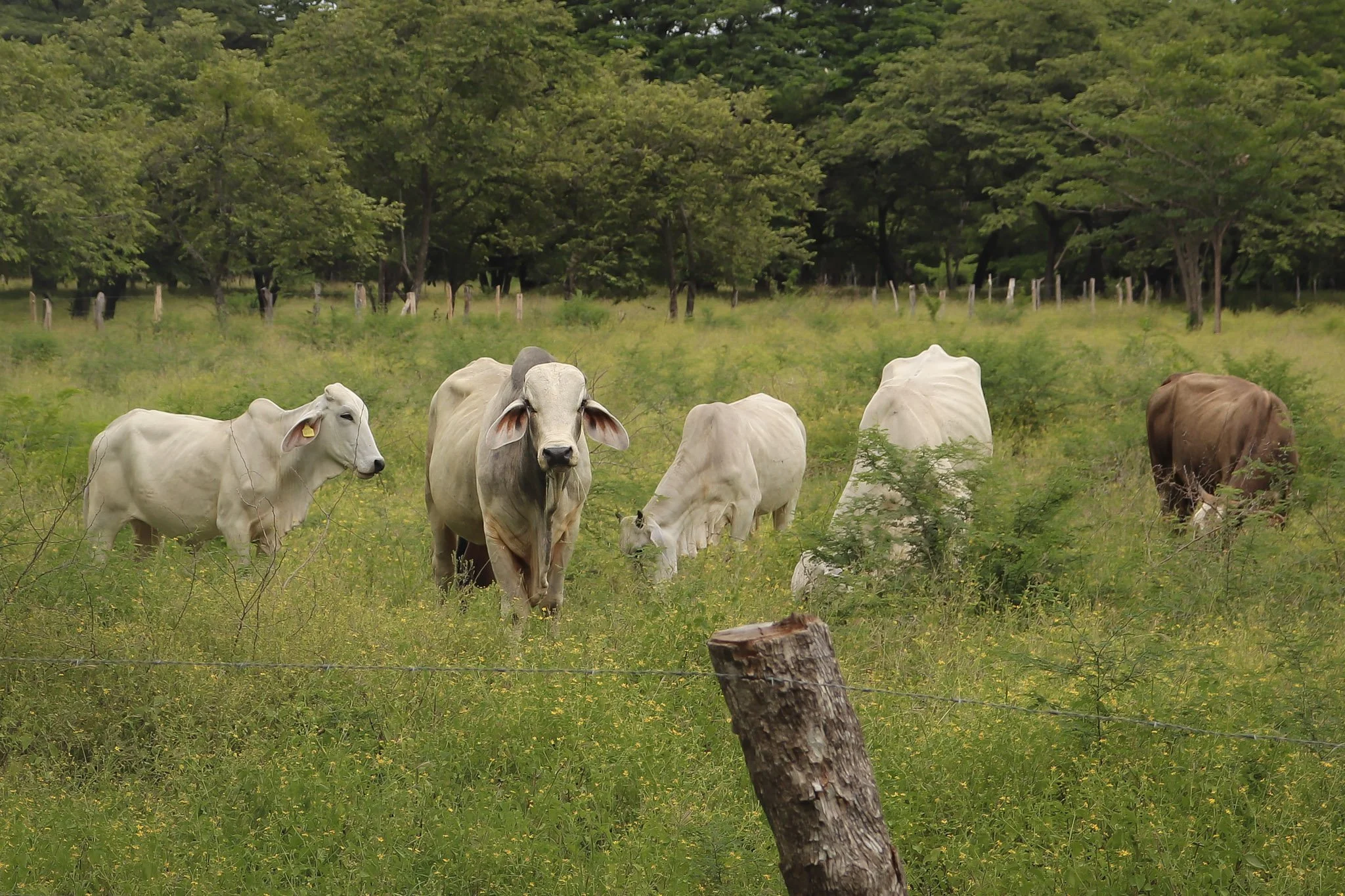costa rica cows.jpeg