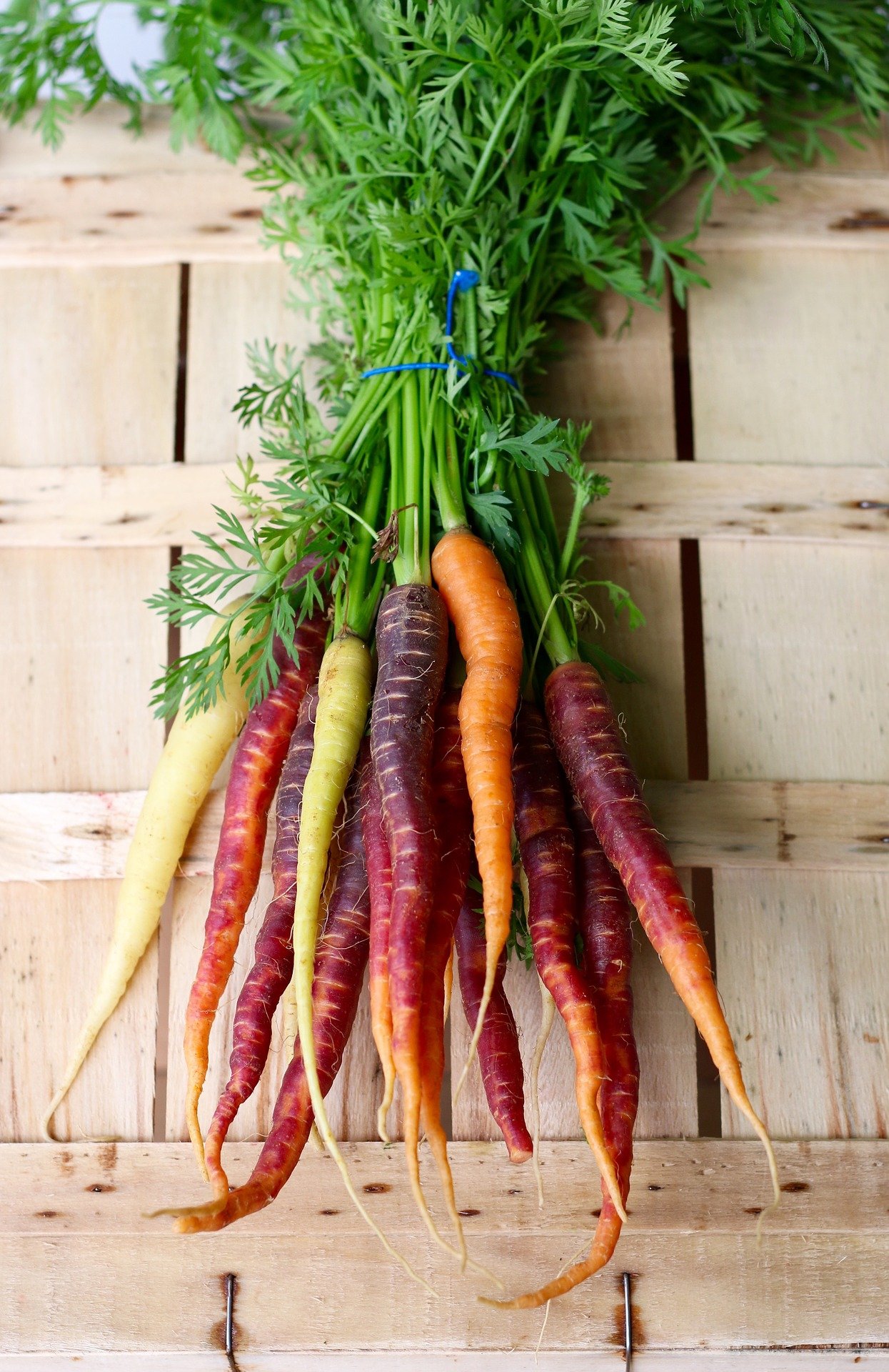 rainbow carrots-2608611_1920.jpg