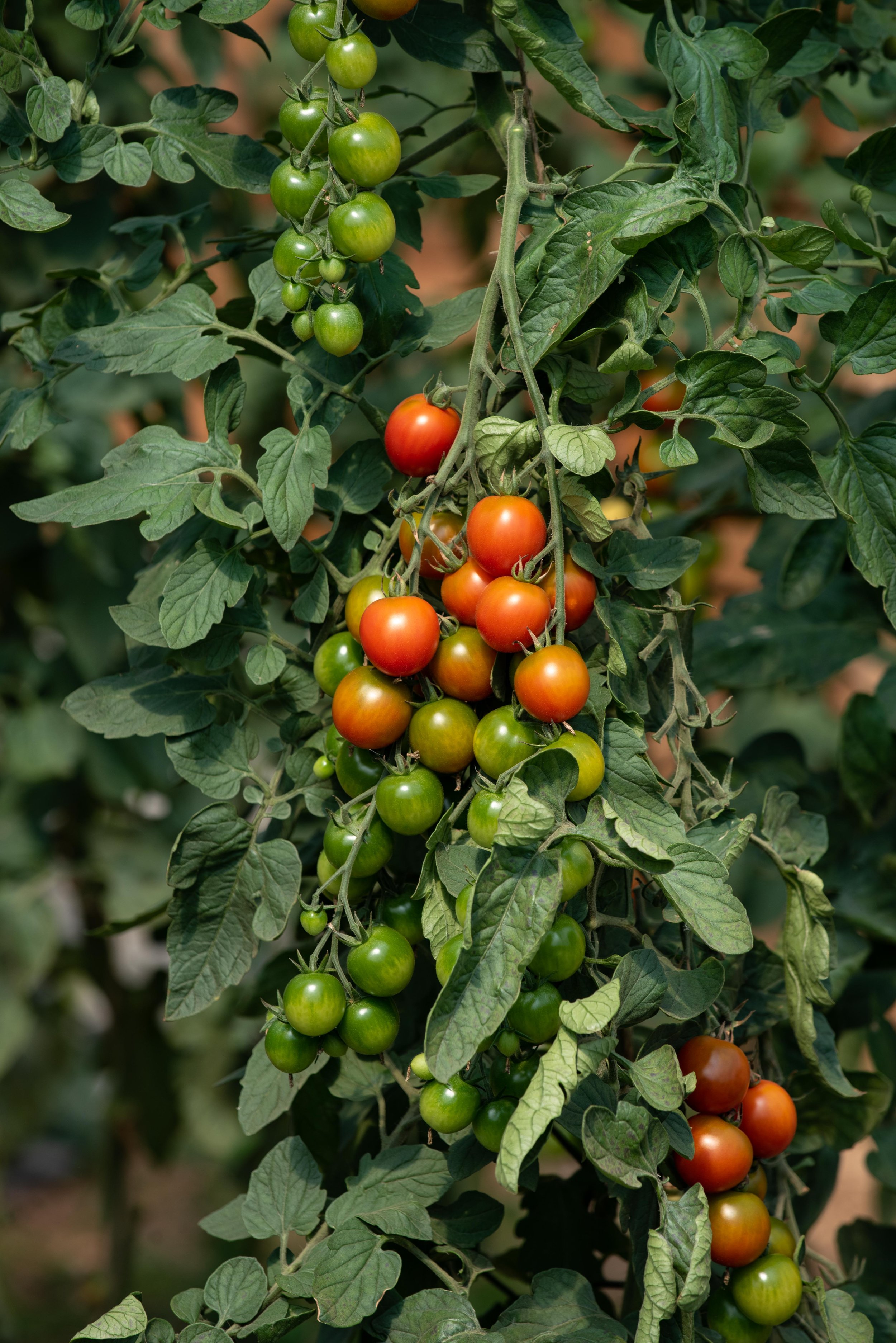Rainbow Farm Cherry Tomatoes.jpg