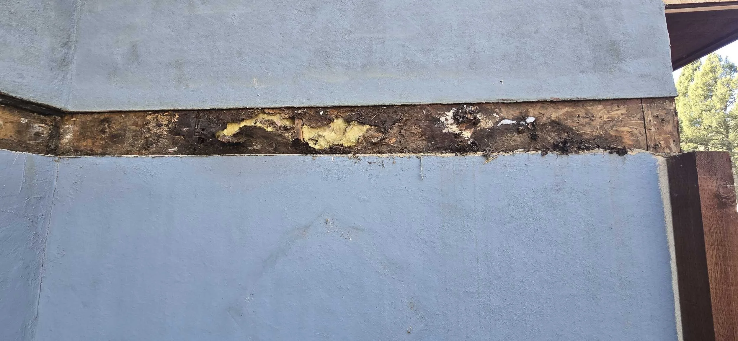 Rot behind ledger