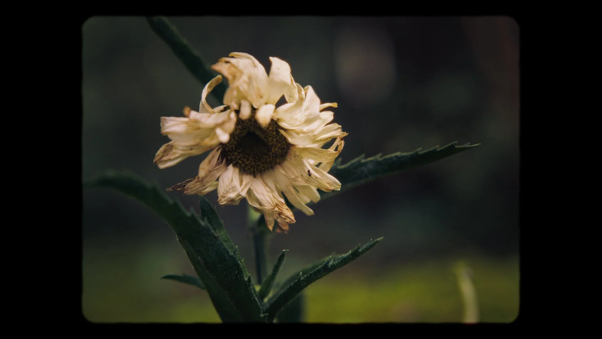 ProposalVideoStills-5.png