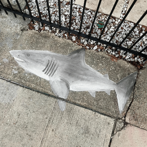 Shark Week Chalk Art