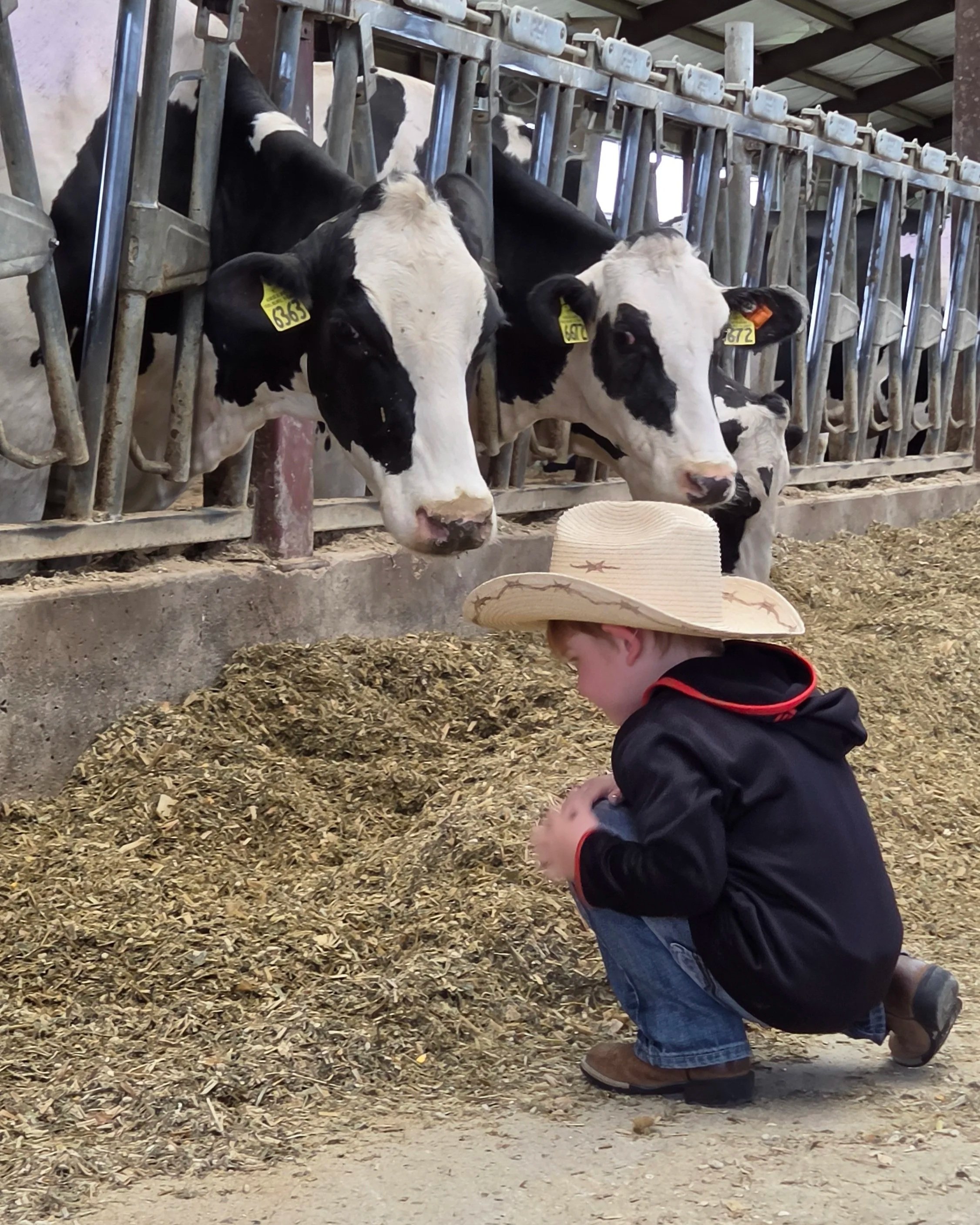   Drayden Moldan, son of Dain Moldan of Sleepy Eye, Minn., watches the dairy herd during a stop at Sassy Cow Creamery in Columbus, Wis., where the Baerwolf family welcomes visitors to learn about dairy farming.&nbsp;  