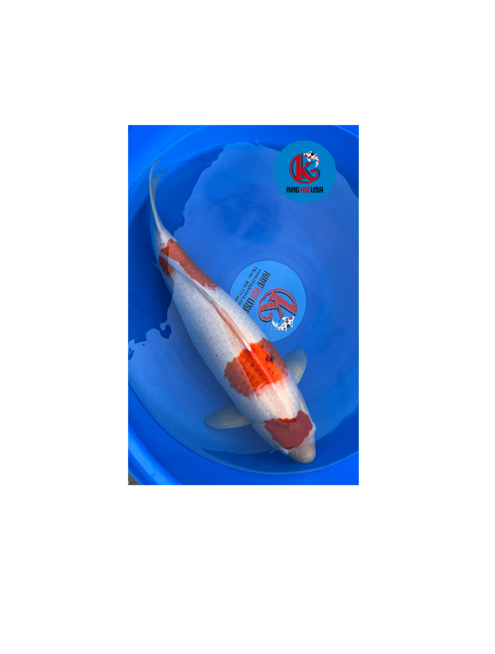 MARUDO SANKE — King Koi USA