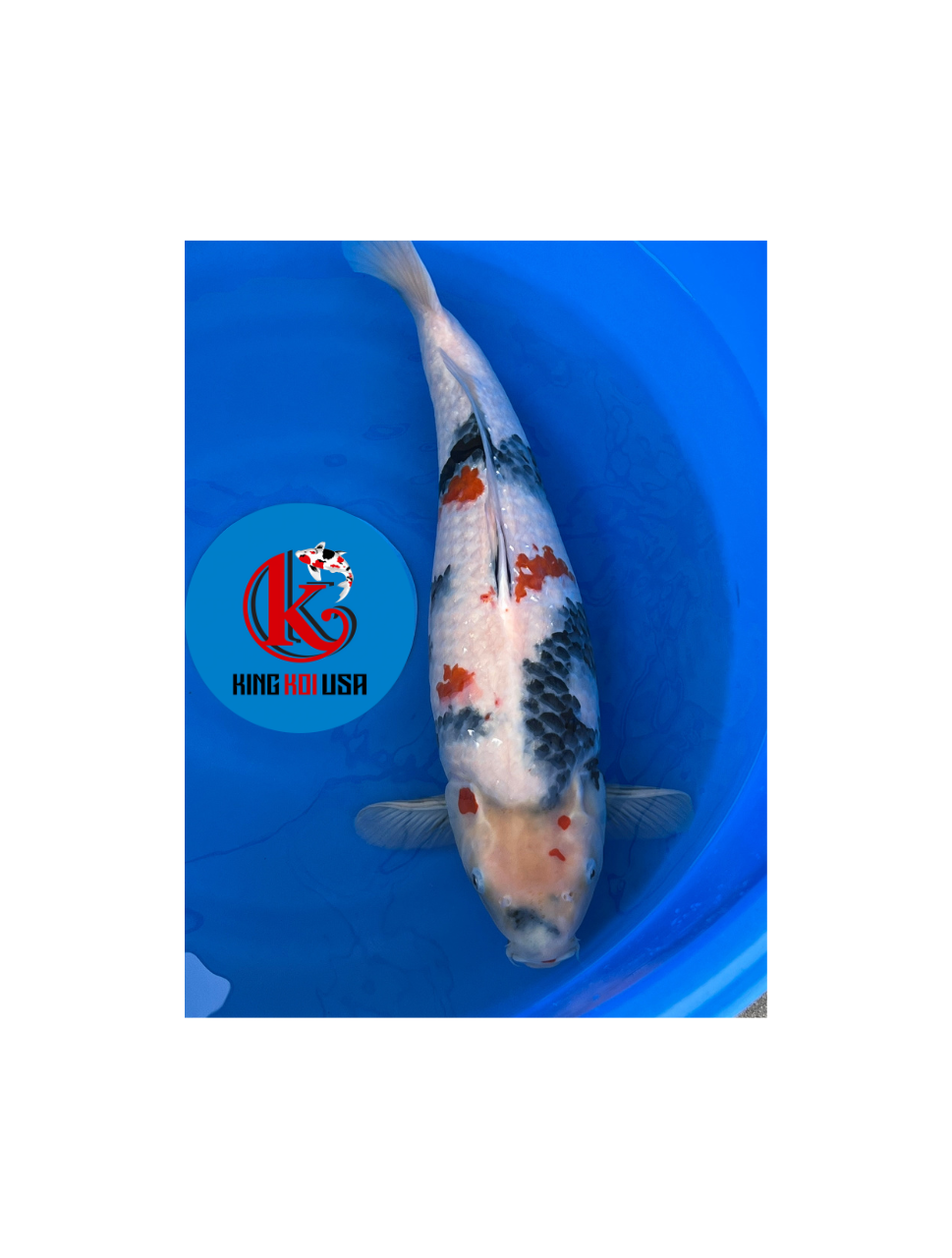 Koi Fish — Shop — King Koi USA