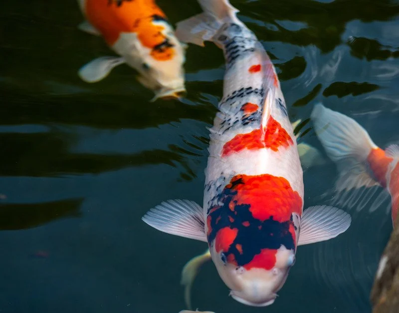 About — King Koi USA