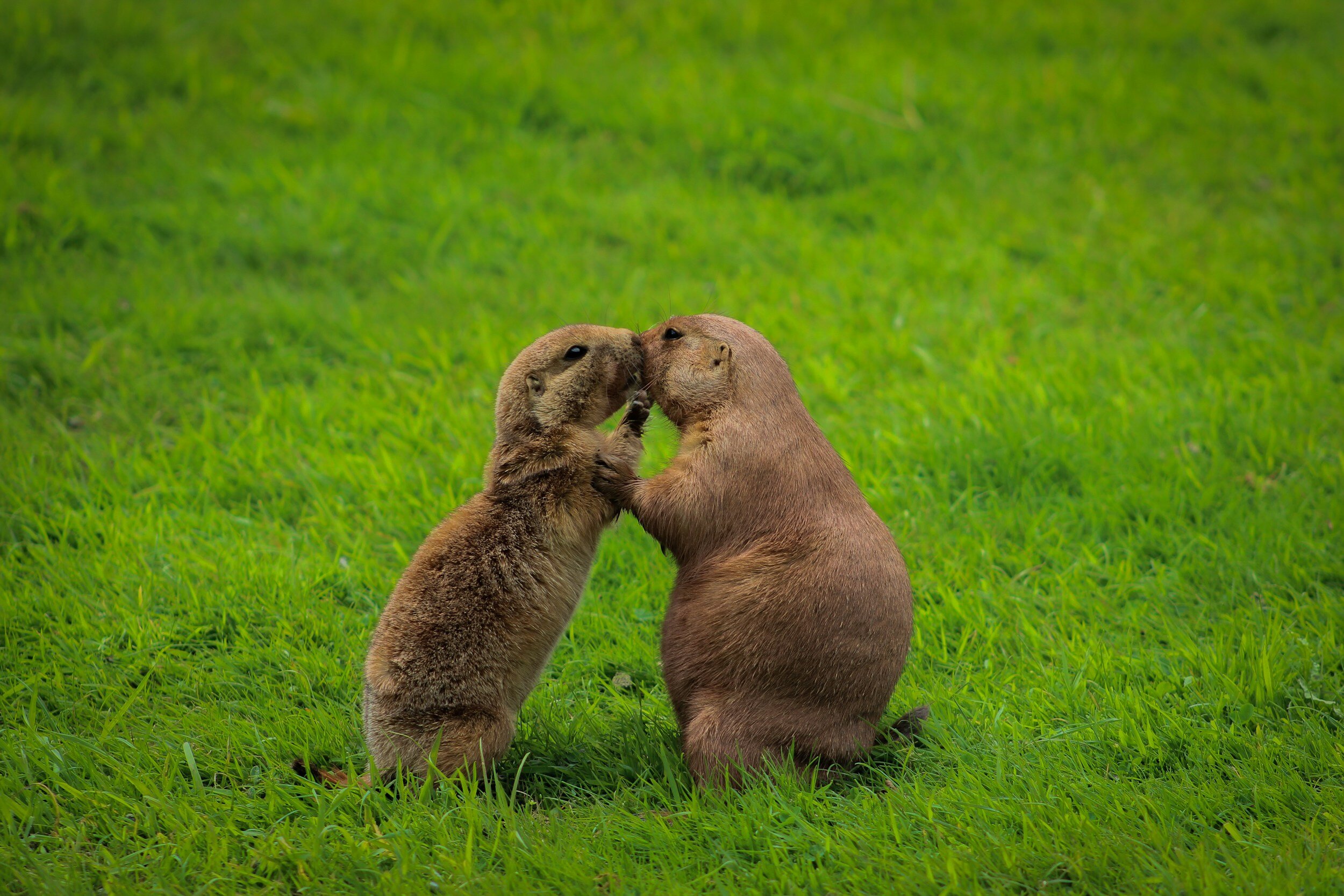 Groundhog Day Celebration