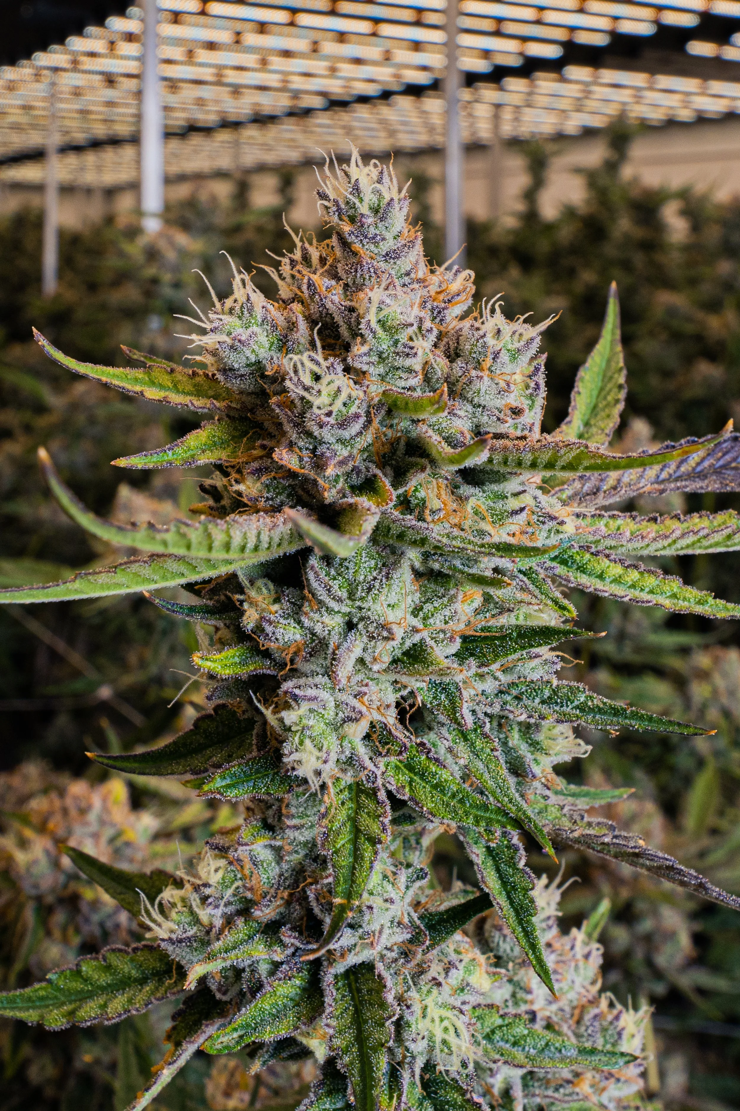 Dunn_Platinum Kush Mints_A7401693.jpg