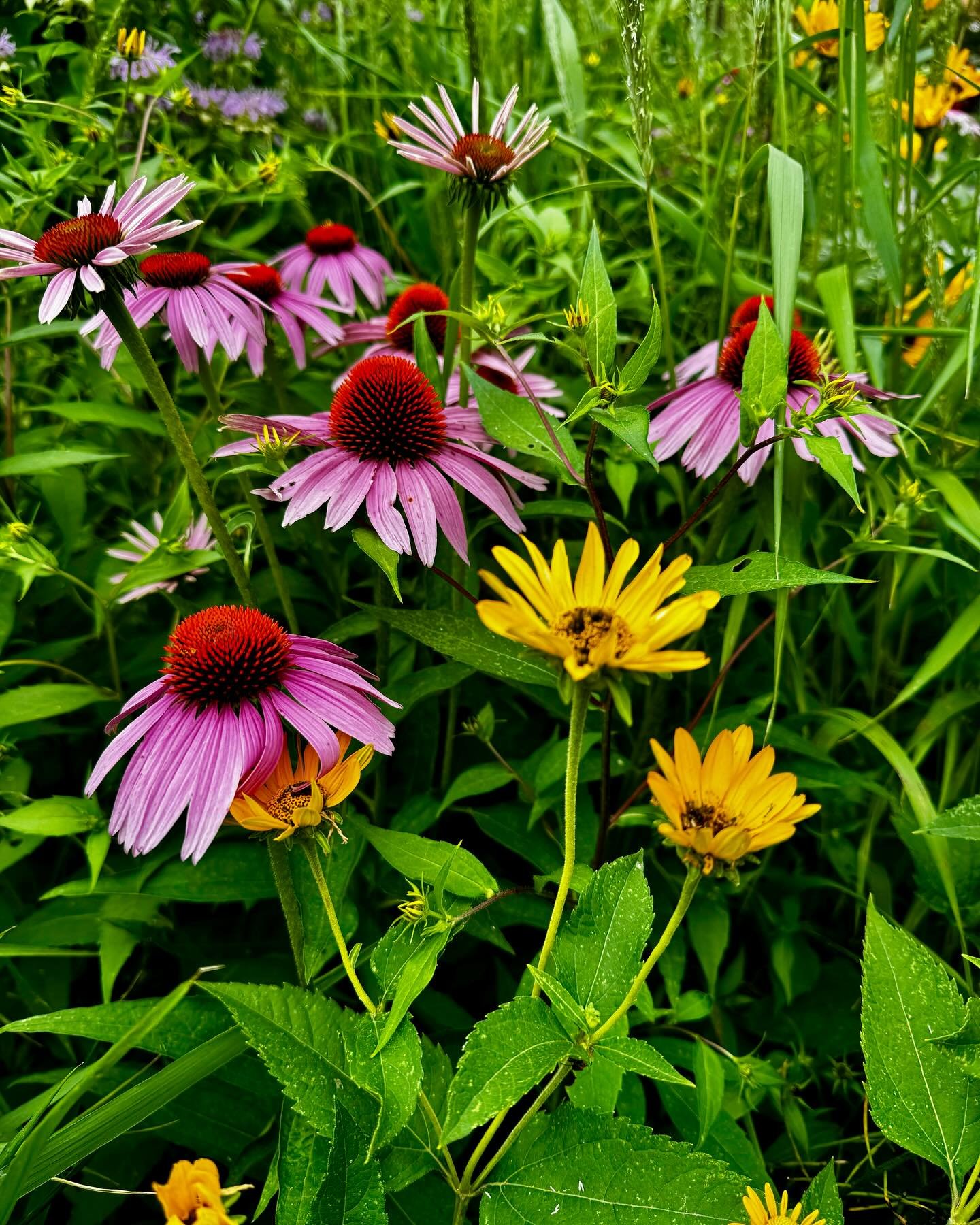 🌼 Our prairie wildflower meadow is a vibrant masterpiece right now! Bursting with rich purples, radiant yellows, and bold reds, it&rsquo;s a stunning testament to the beauty of native plants. This living canvas not only transforms your yard but also