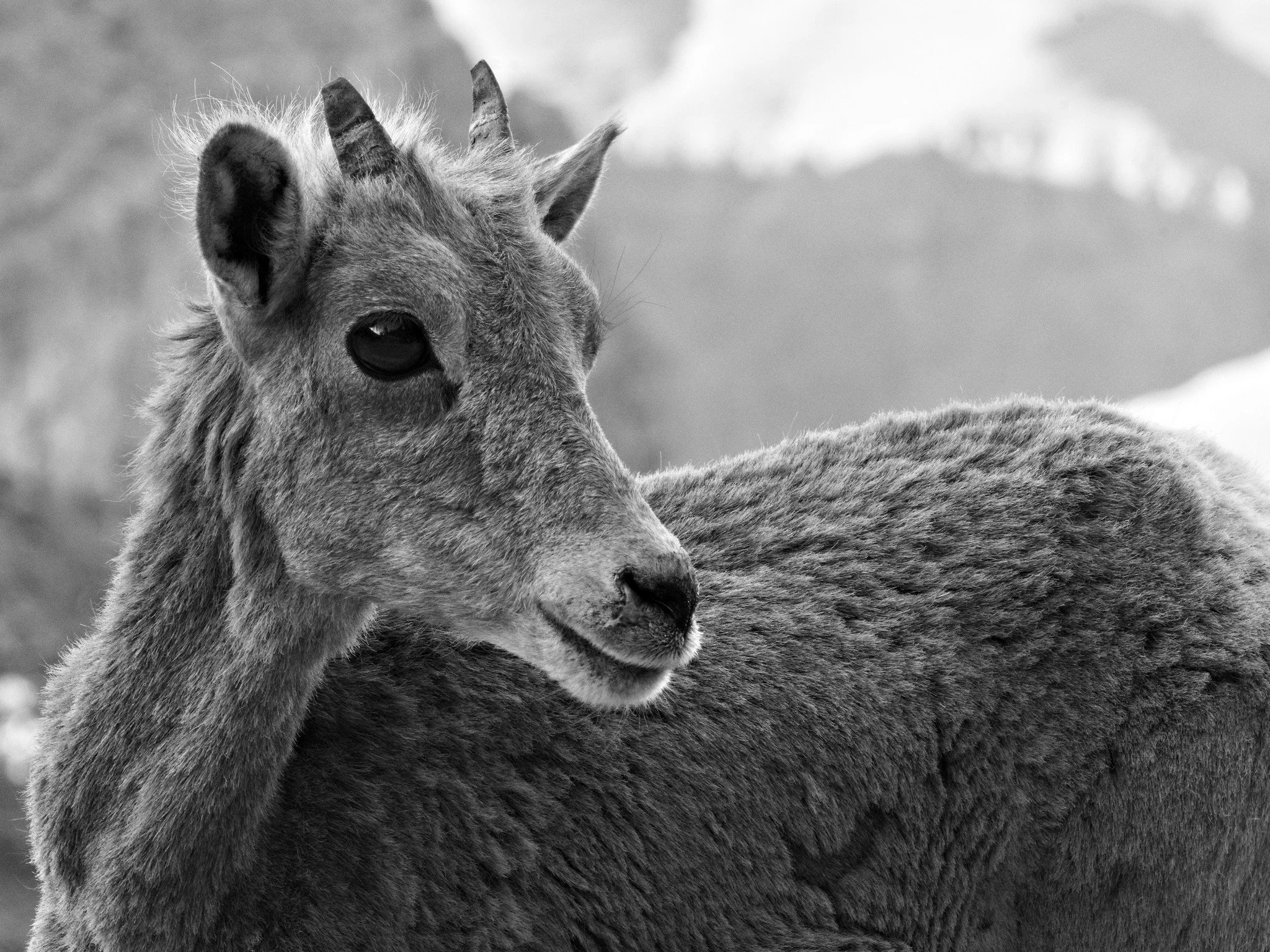 DSC_3325.jpg