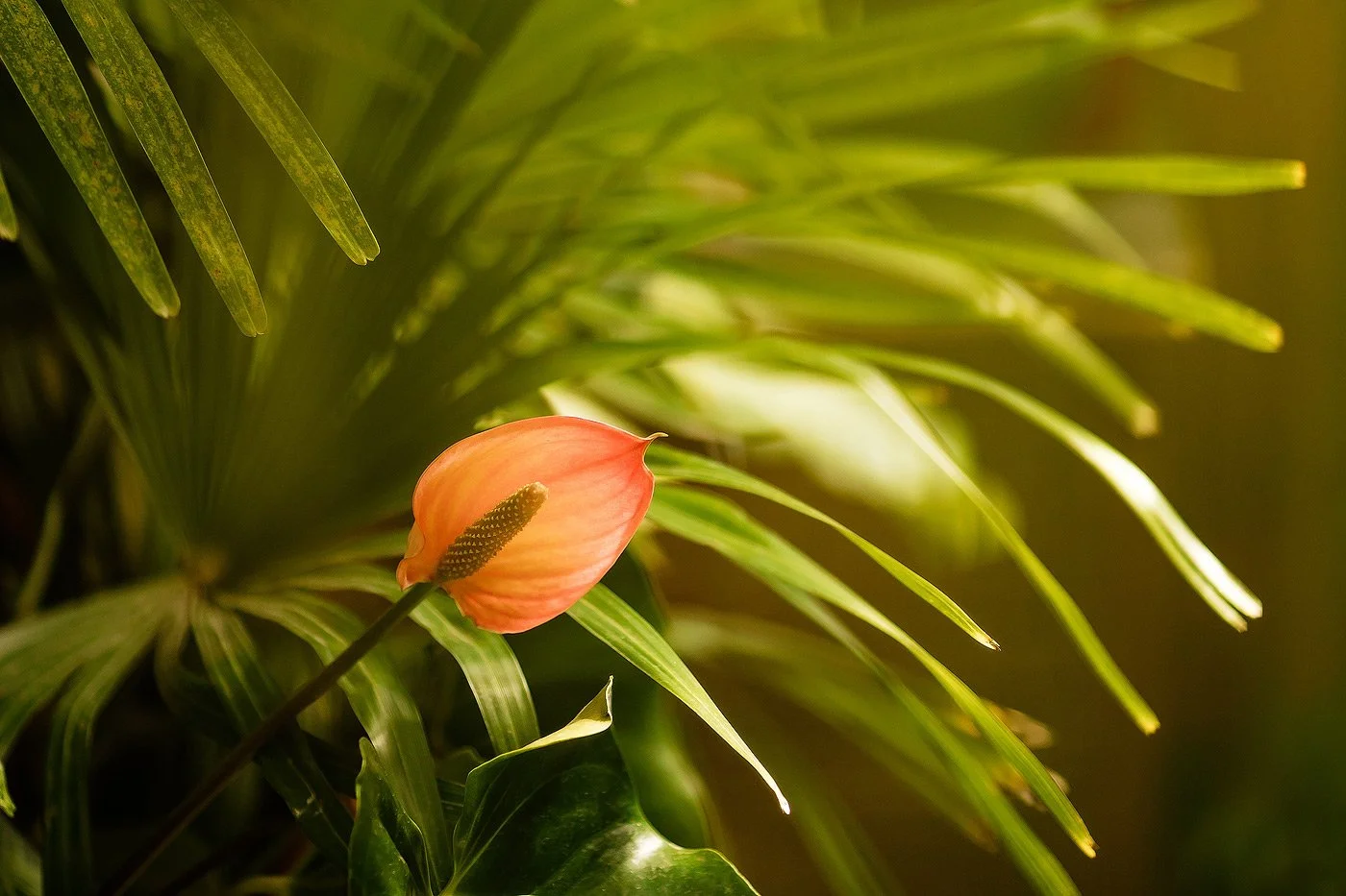 03_Floral-editorial-shoot-with-DP-and-Hannes-of-Ecozest-.jpg