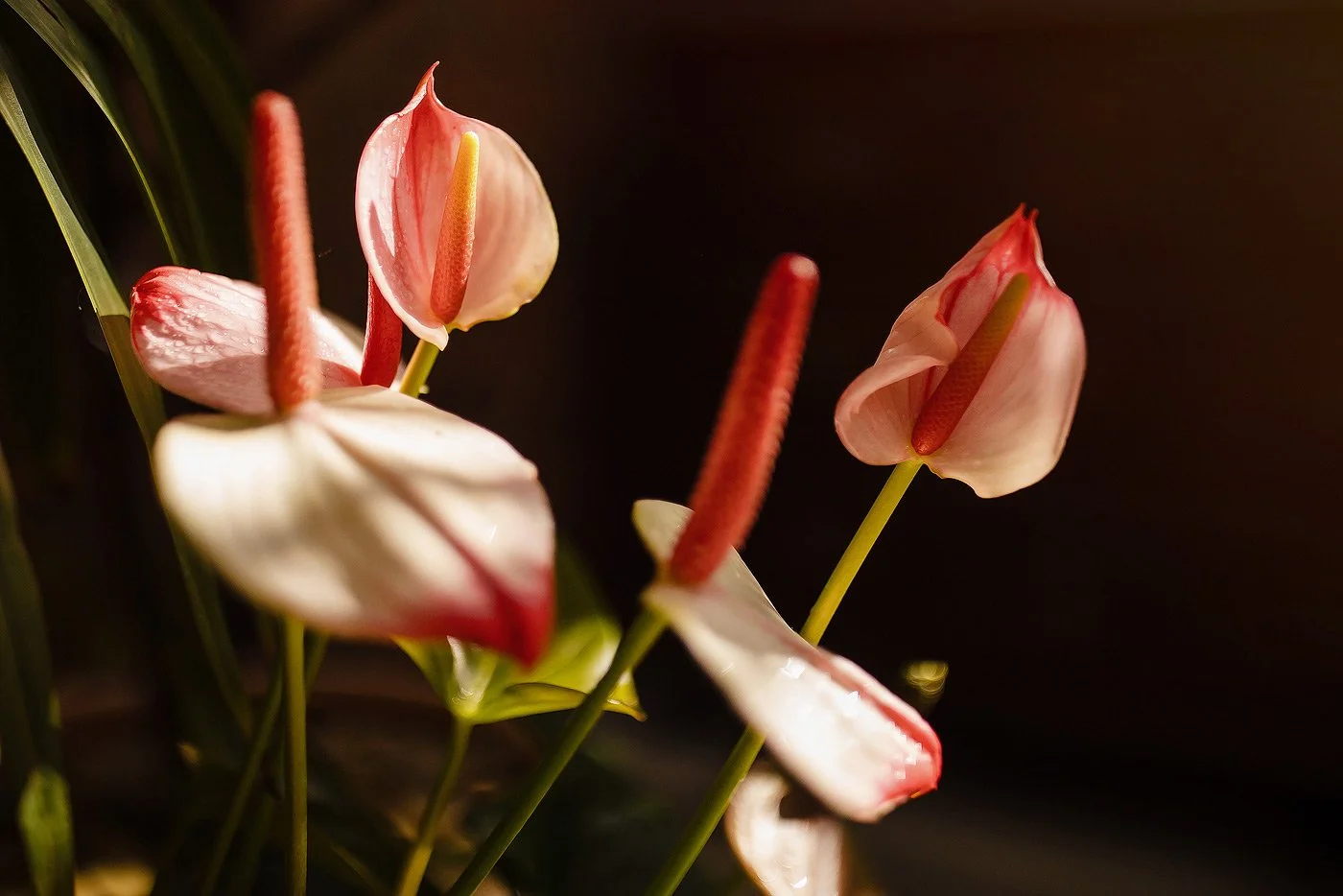 14_Floral-editorial-shoot-with-DP-and-Hannes-of-Ecozest-.jpg