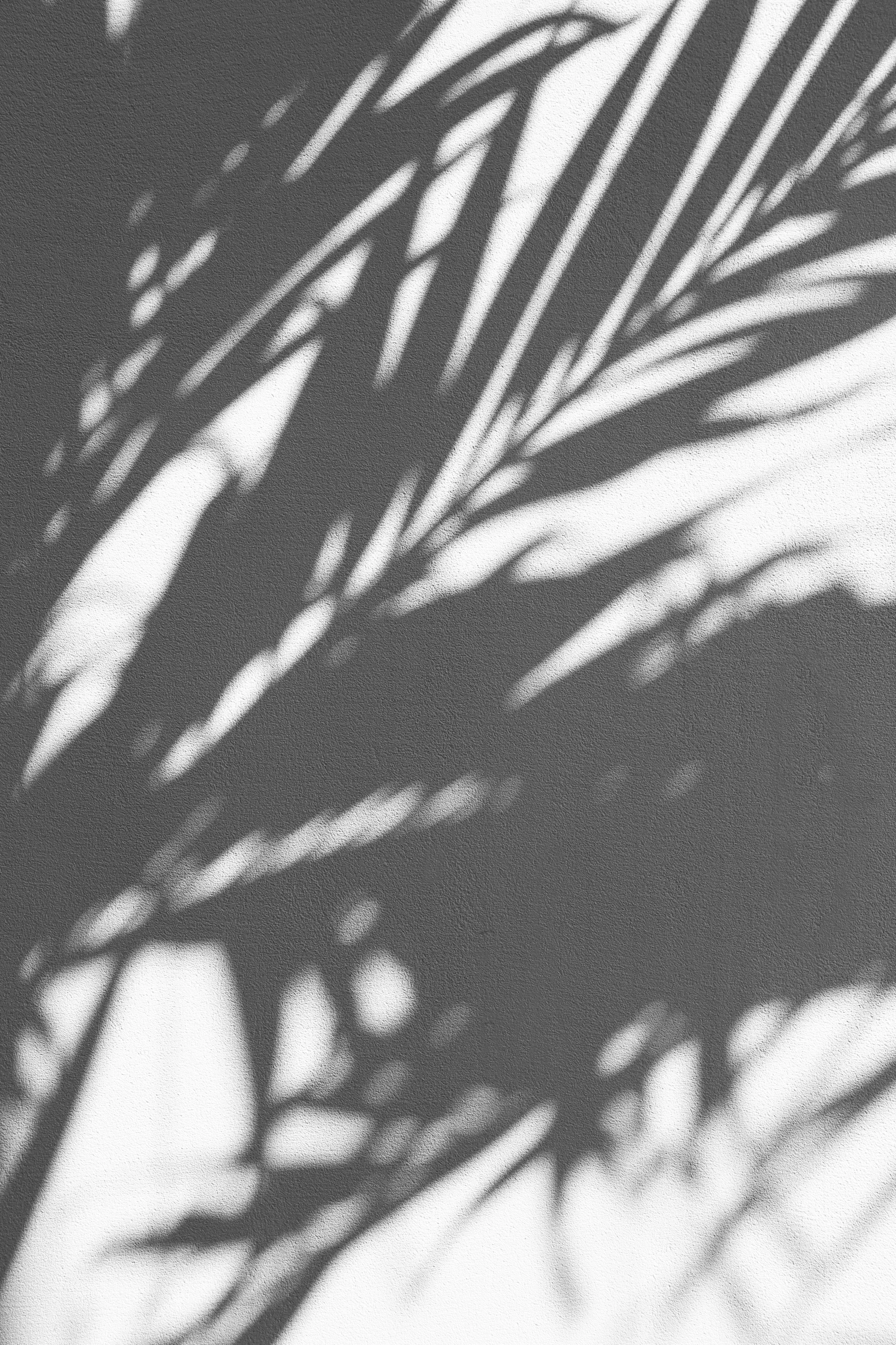 Shadow of palm leaves cast on a wall.