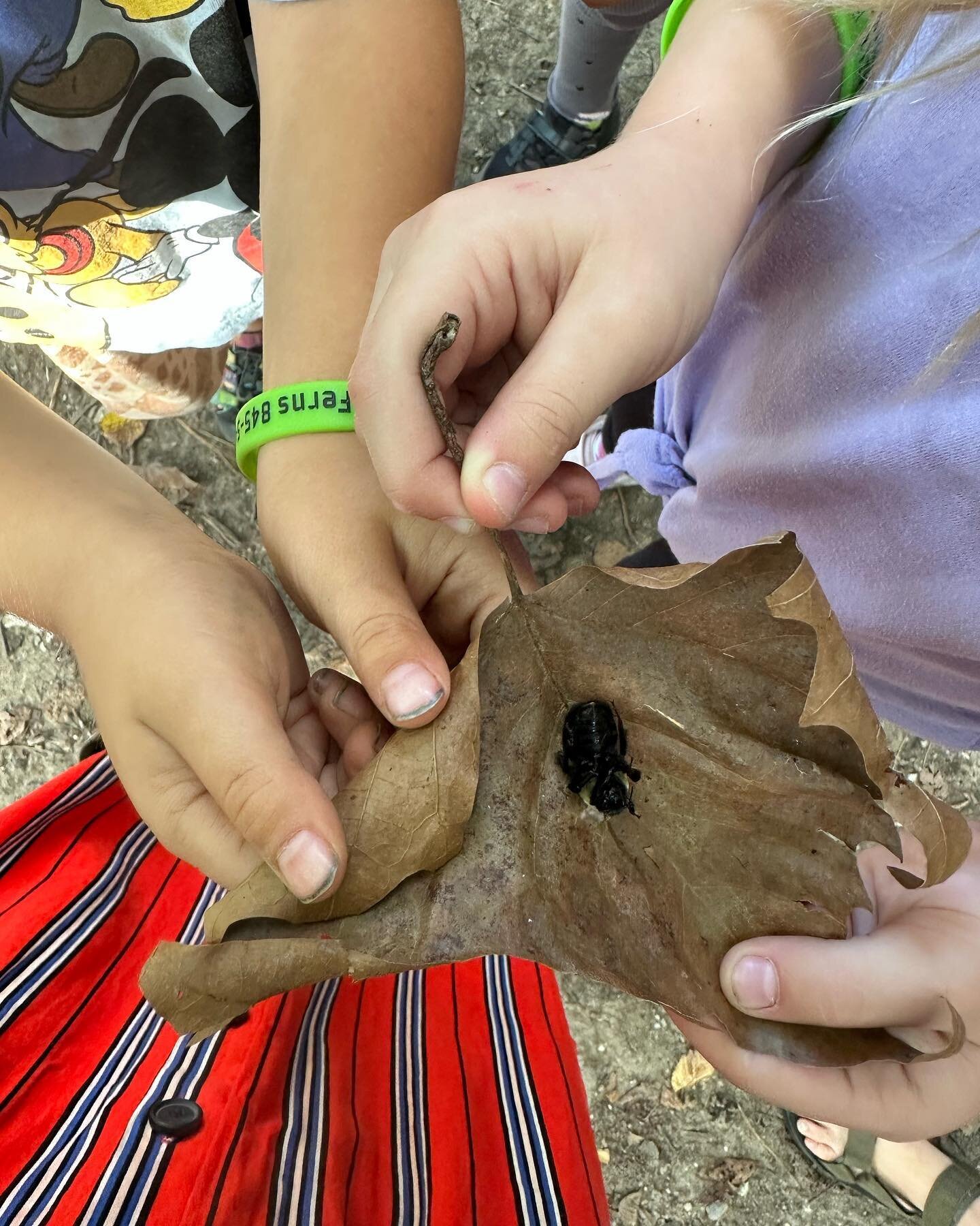 A discovery of a small creature that has already passed. They created a gravesite for her. #childledlearning #natureeducation #naturekids #outdoorplay #forestschool #urbanforestschool #playbasedlearning #natureheals