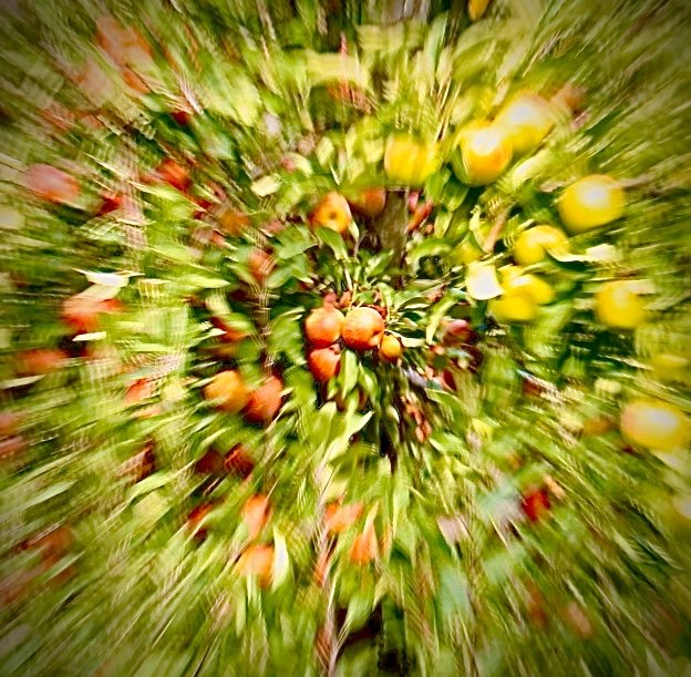 Autumn Burst.jpeg