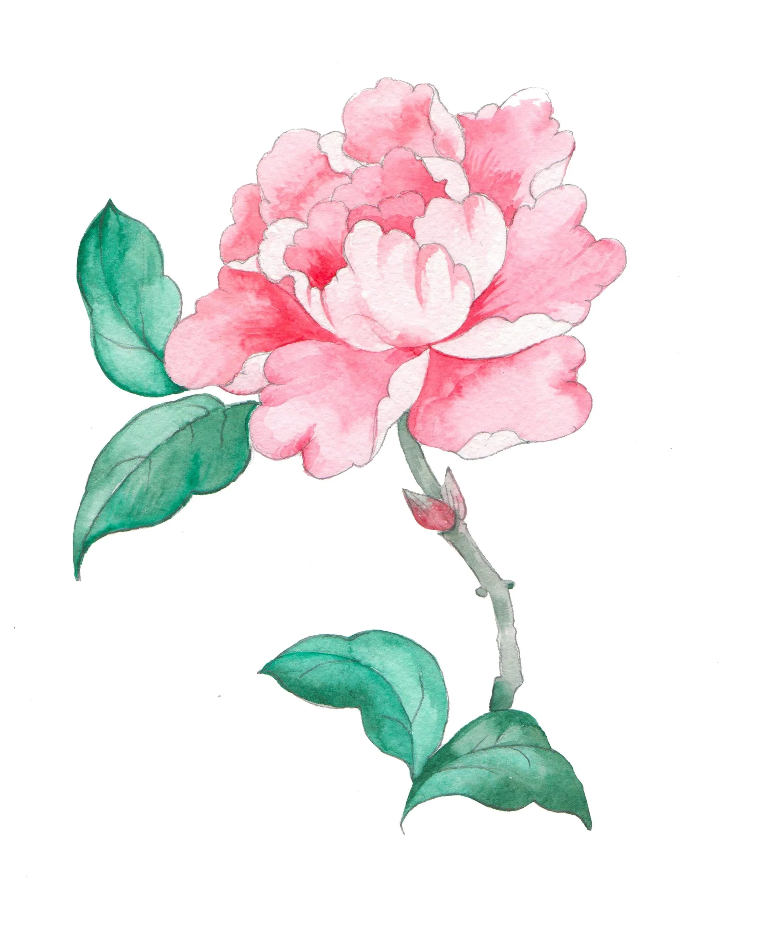 Watercolor painting of a pink camellia flower with green leaves and a gray stem.