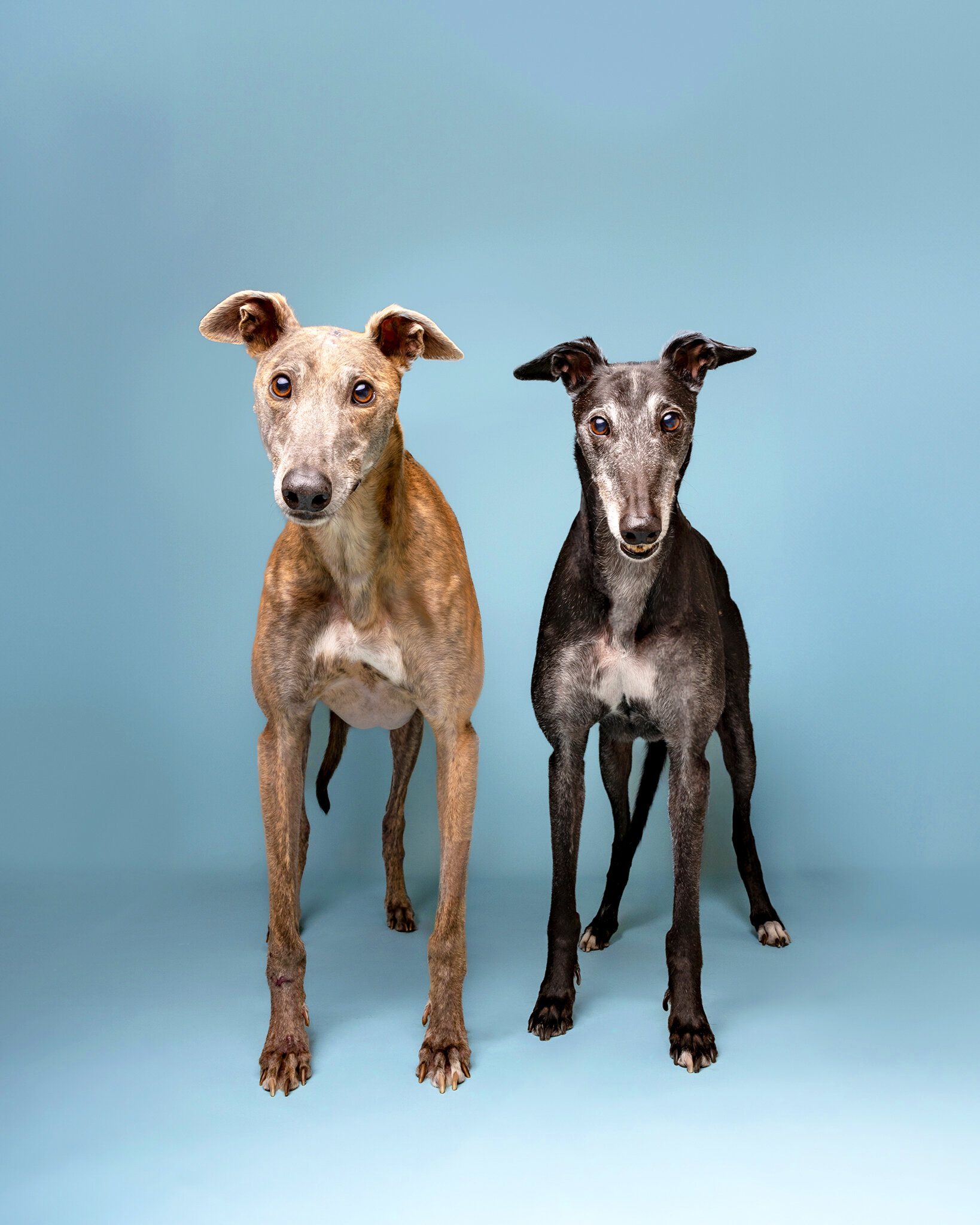 💙 #Sneakpeek ! We were so lucky to be visited by this absolutely gorgeous greyhound duo recently for a studio session! Max is 6 years old, and Kayla is 10! Their favourite foods Broccoli and Apples! 🤣🥦🍎🥦🍎