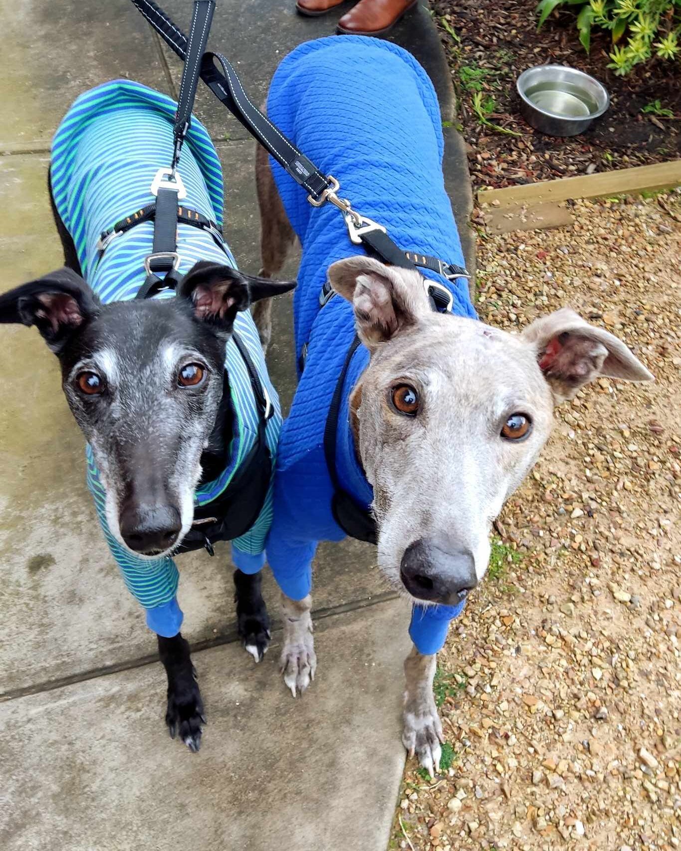 🌦️What better way to spend a wet, cold day than a studio session with these two cuties! 💜💙 Max and Kayla the greyhounds came to visit me today for snacks and photos! Max is 6yrs old and Kayla is 10yrs old. Look how smart and snug they look in thei