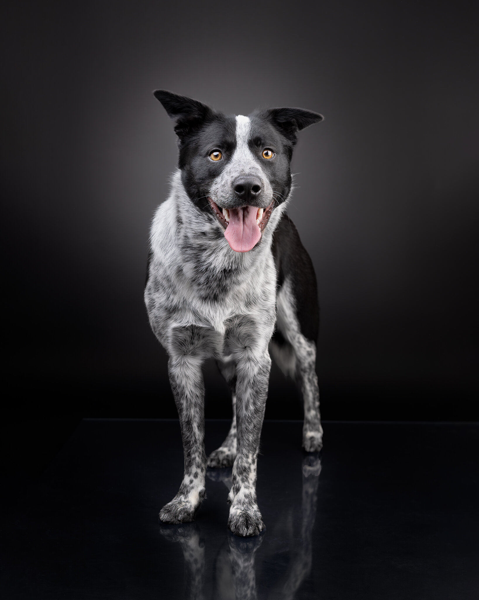 Throwback to when we had Jack visit us in the studio! Such deep and kind eyes, and the most amazing ears! It was a pleasure to photograph Jack and clear to see he was living his best life! Don't miss out on tomorrow's incredible opportunity to captur