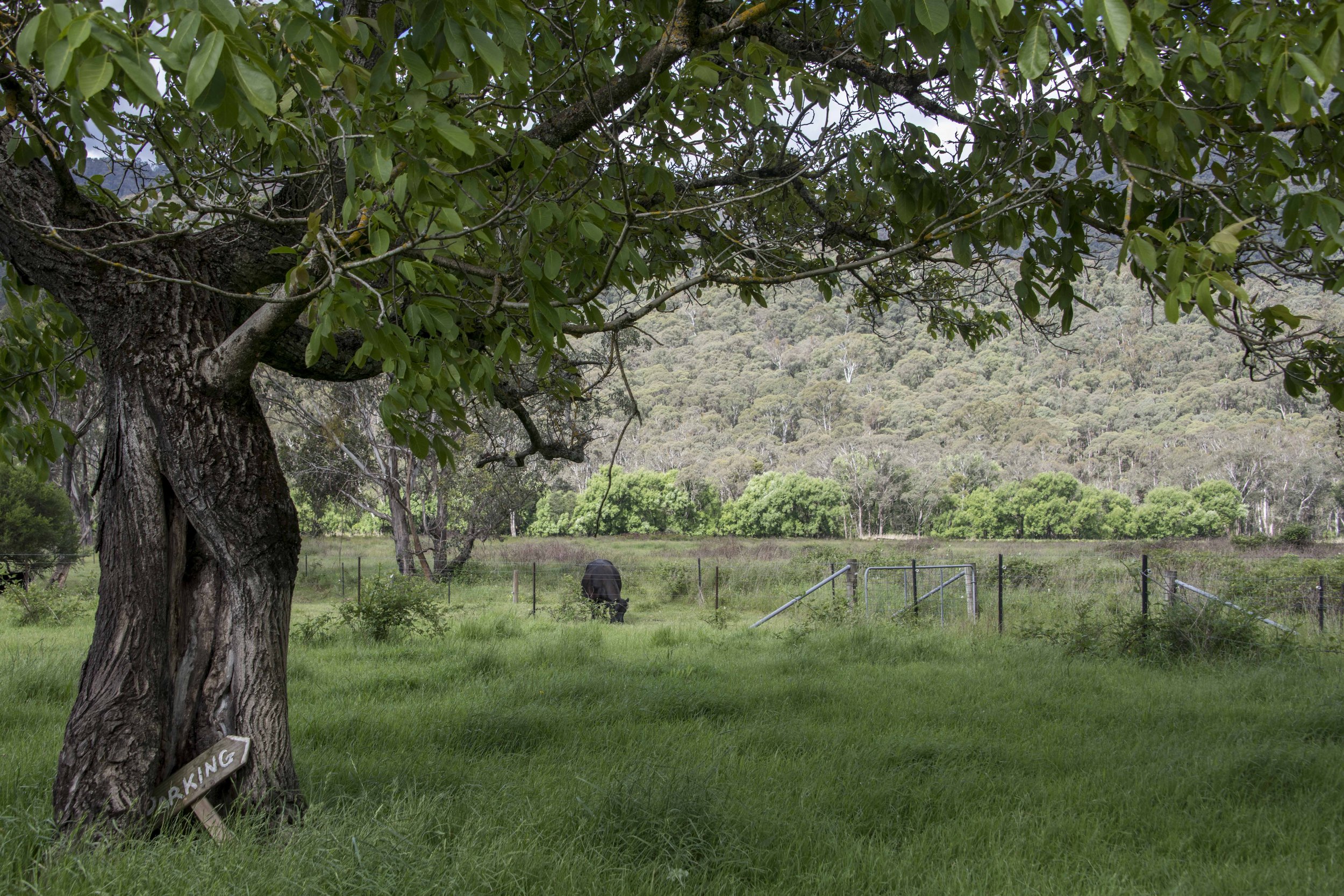 Near Harrietville, Victoria
