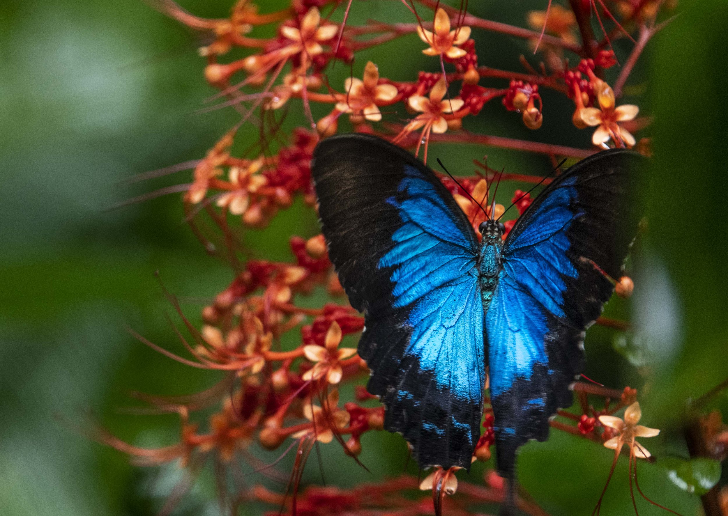 Ulysses Butterfly, Cape Tribulation
