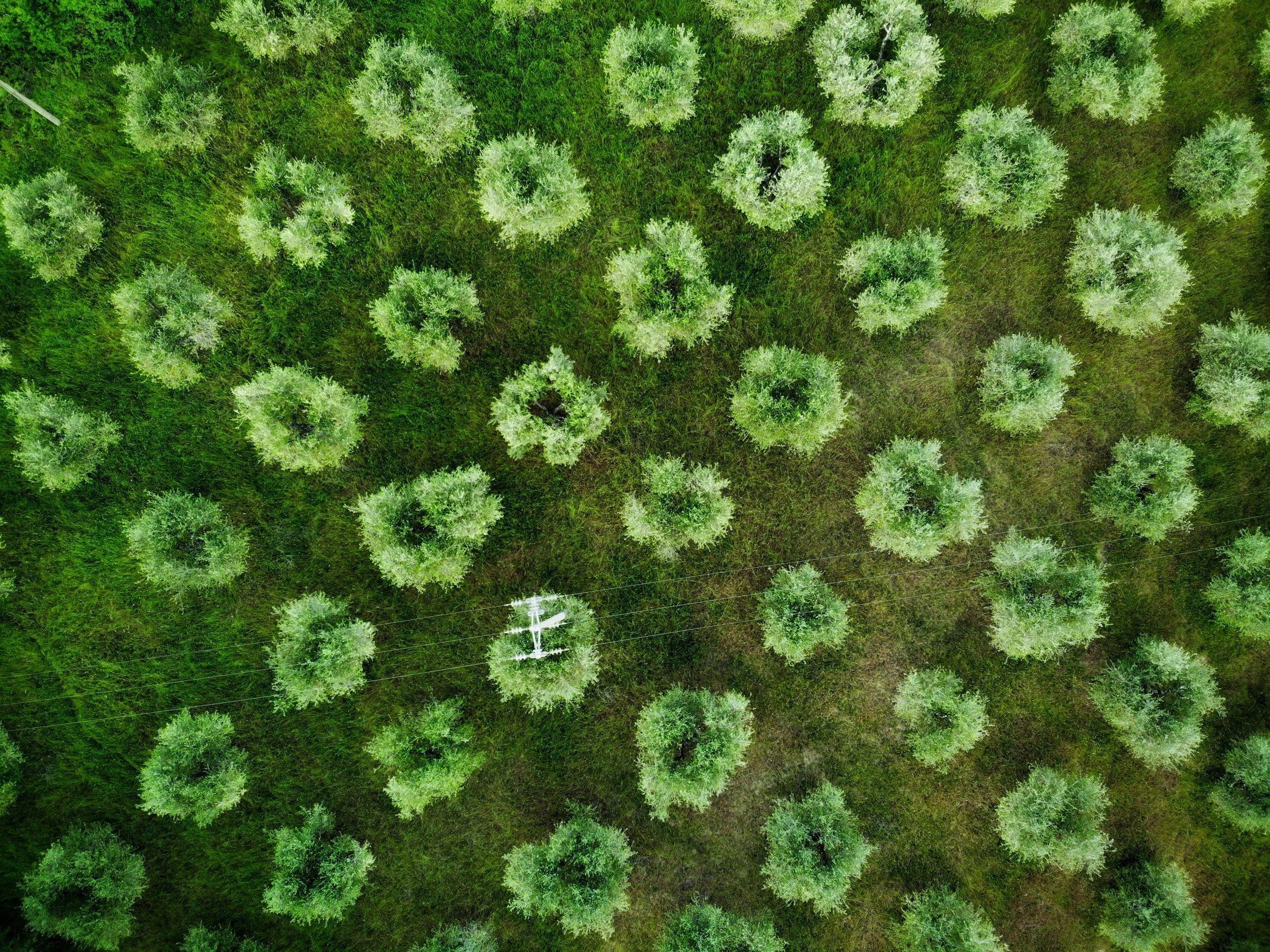 An aerial view of a green field with evenly spaced rows of trees.