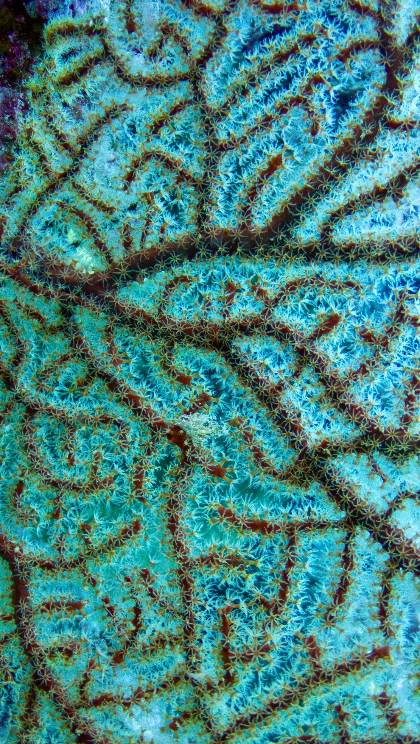 Close-up of colorful coral reef with intricate star-shaped polyps and branching structures in shades of blue, white, and brown.