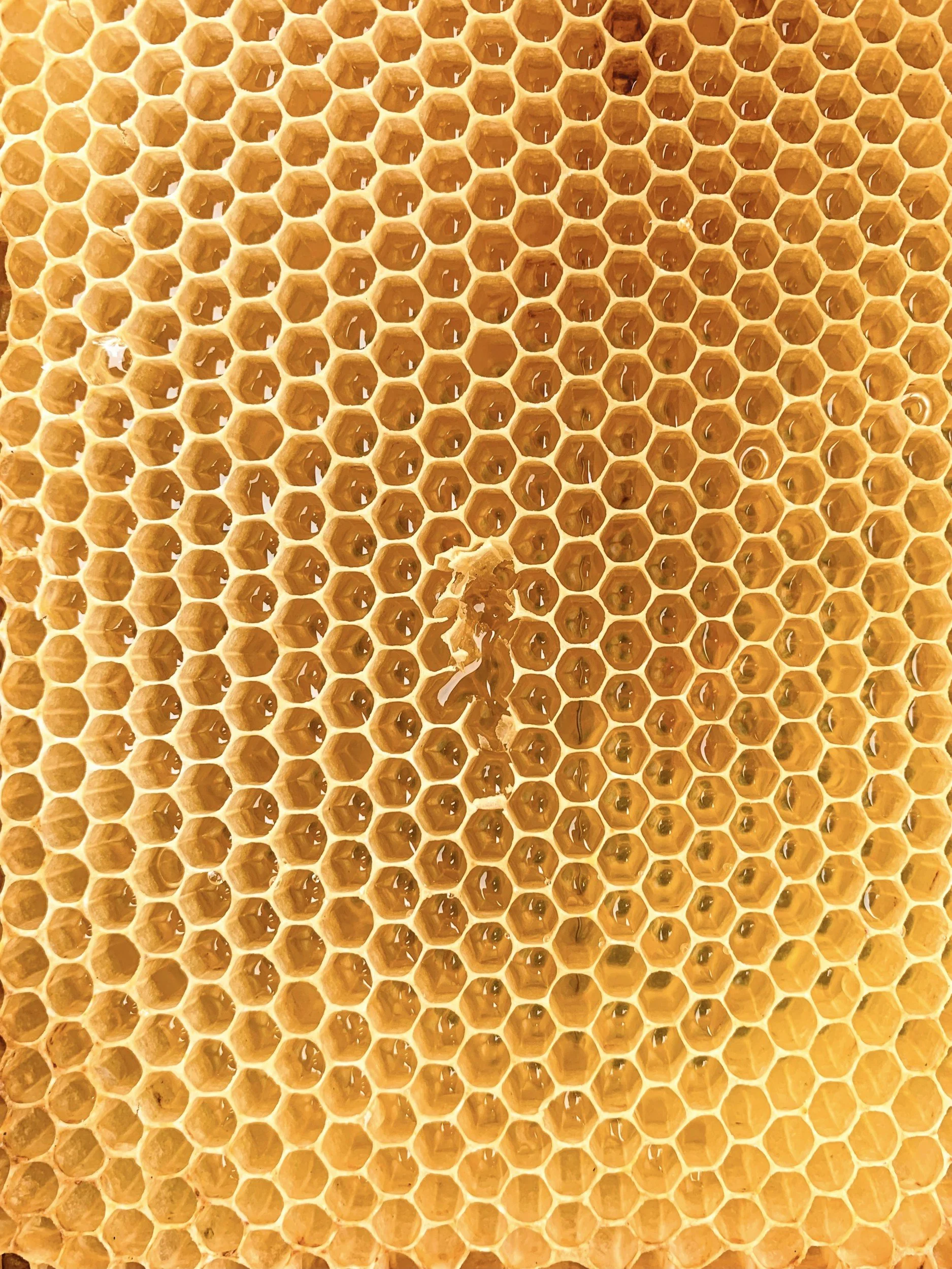 Close-up of a honeycomb with honey in its cells.