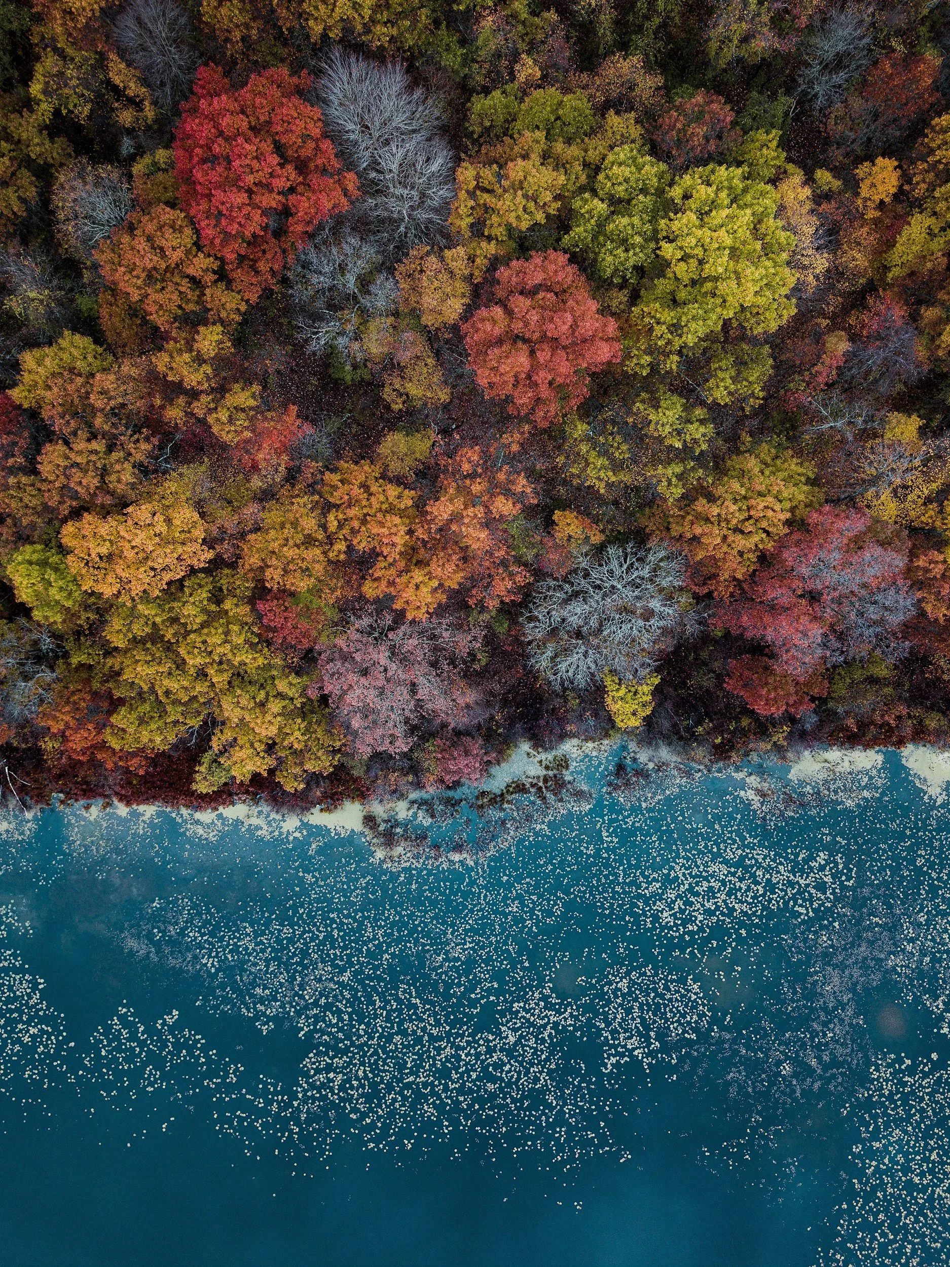 An aerial view of a forest with trees in vibrant autumn colors along the shoreline of a lake, with fallen leaves floating on the water.