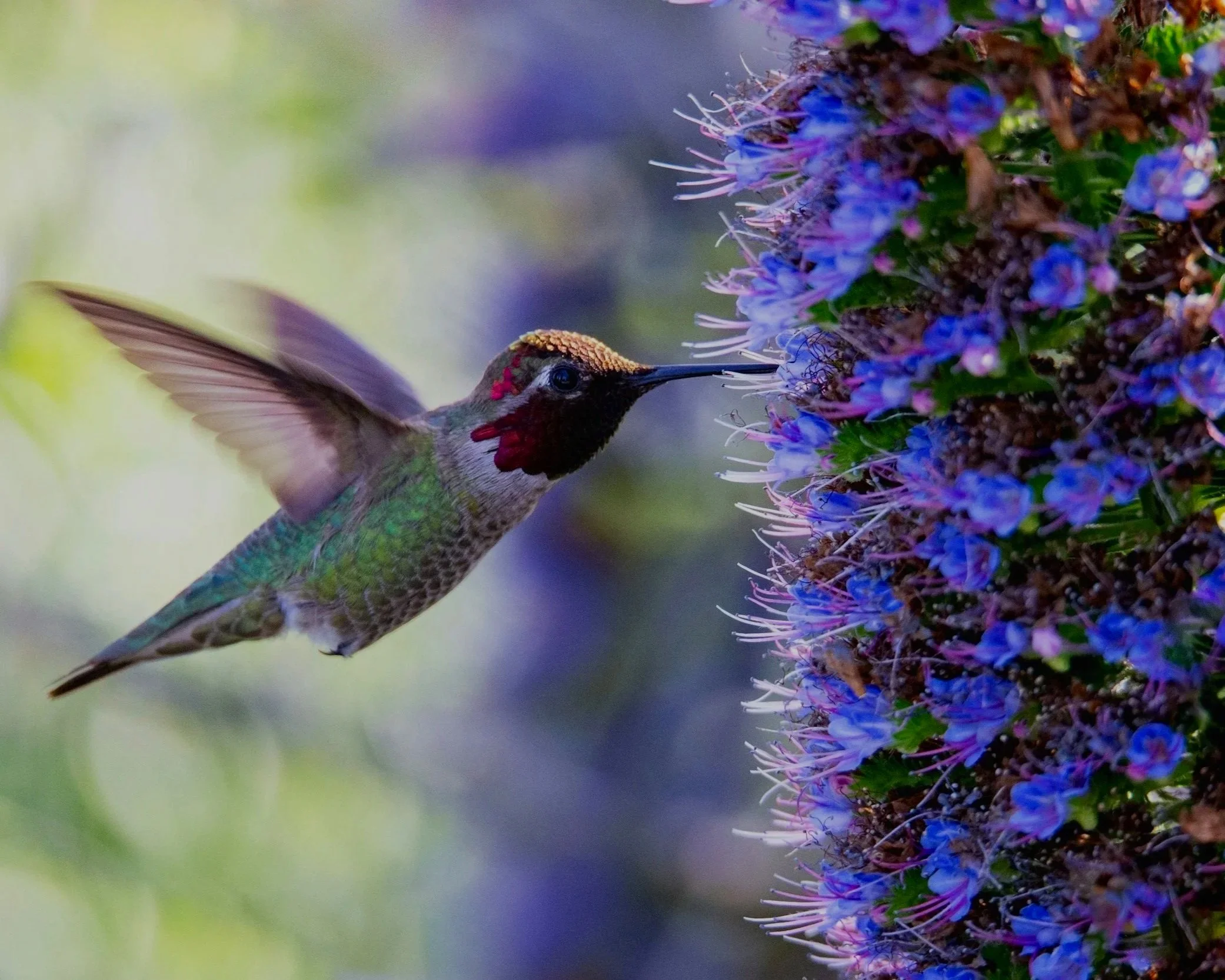 A hummingbird with iridescent green feathers on its body, a red patch on its head, and a long beak, feeding from purple flowers on a bush.