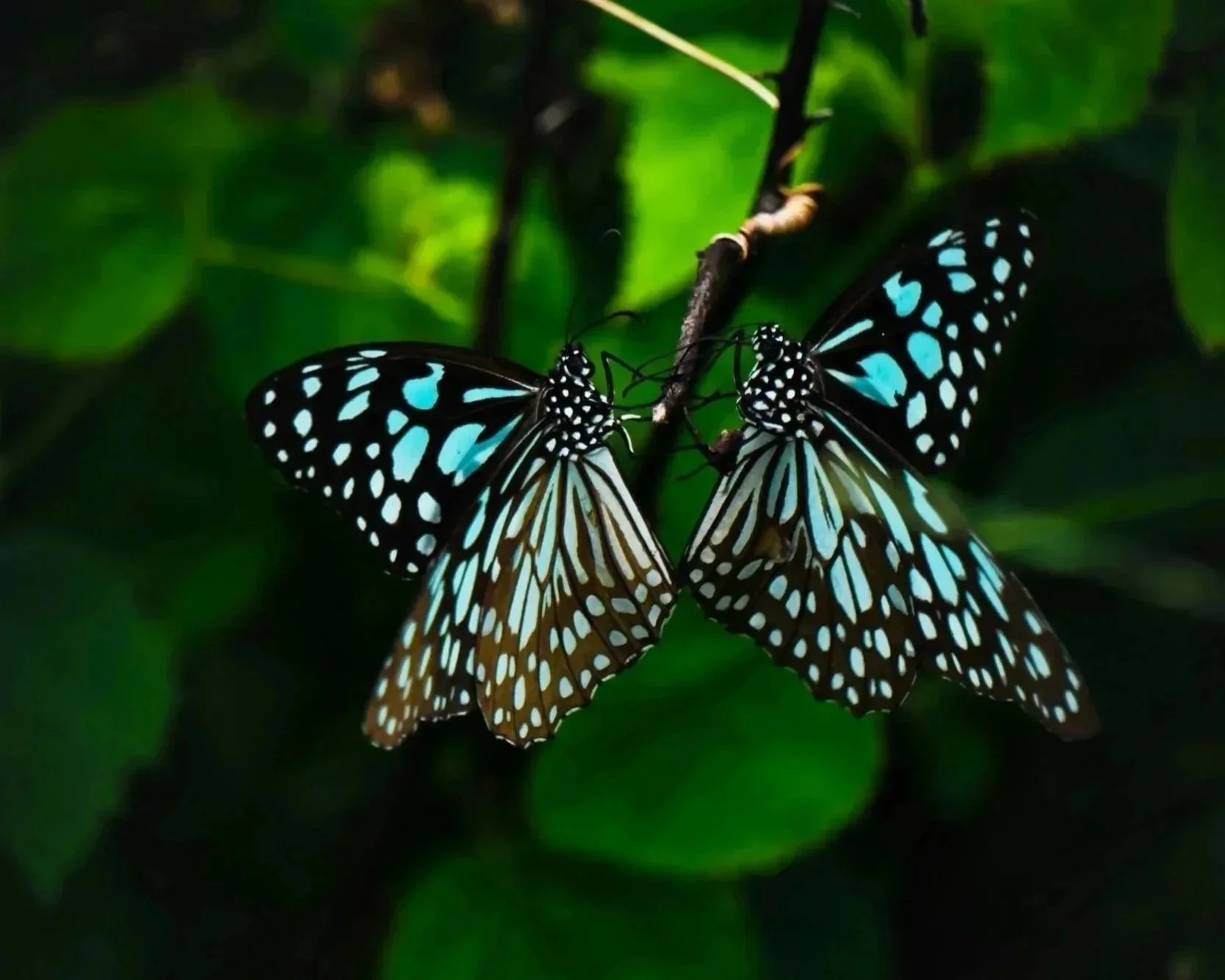 Two blue and black butterflies on a green leafy background.