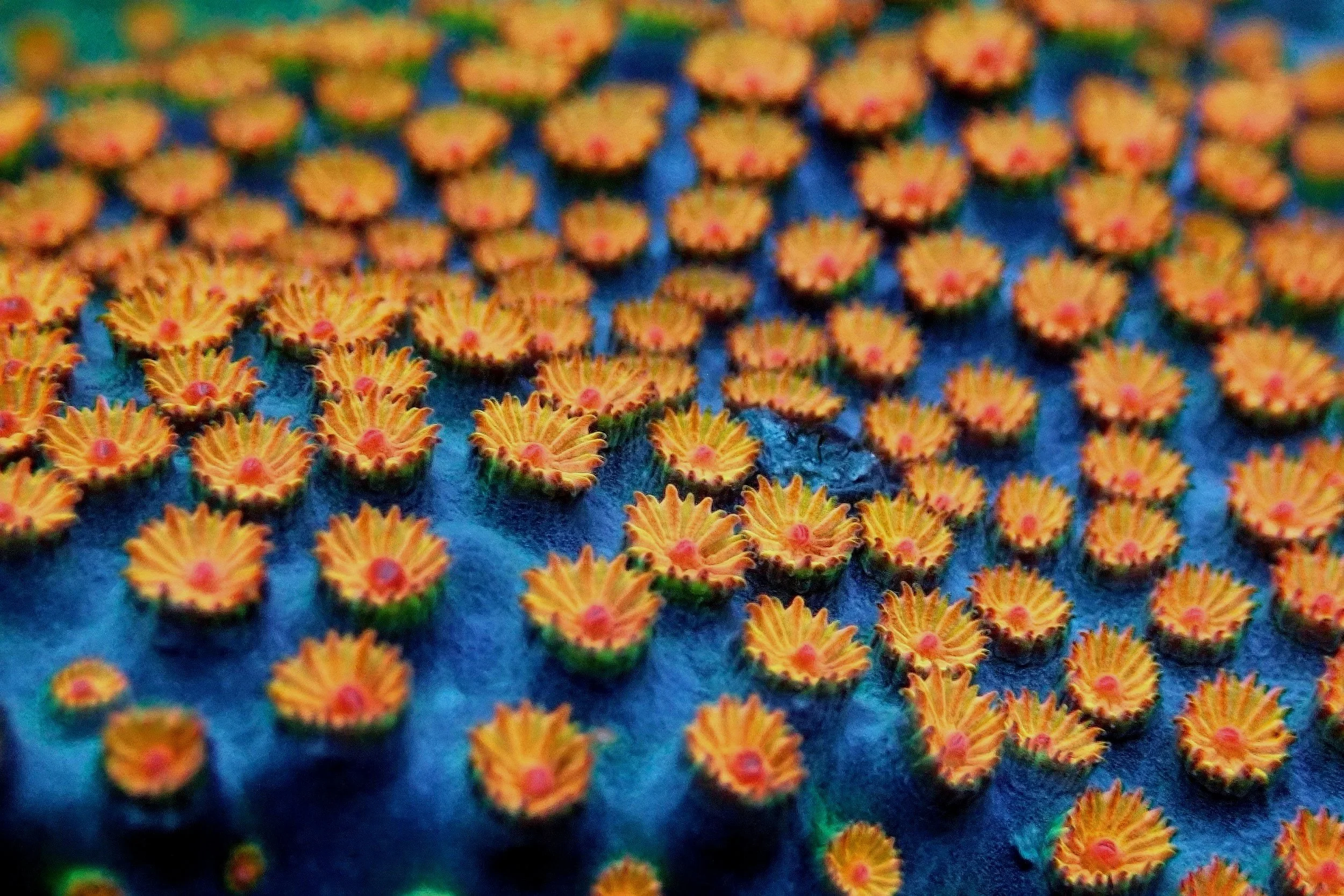 Close-up of numerous small orange and yellow floral-shaped objects with pink centers arranged on a dark blue surface.