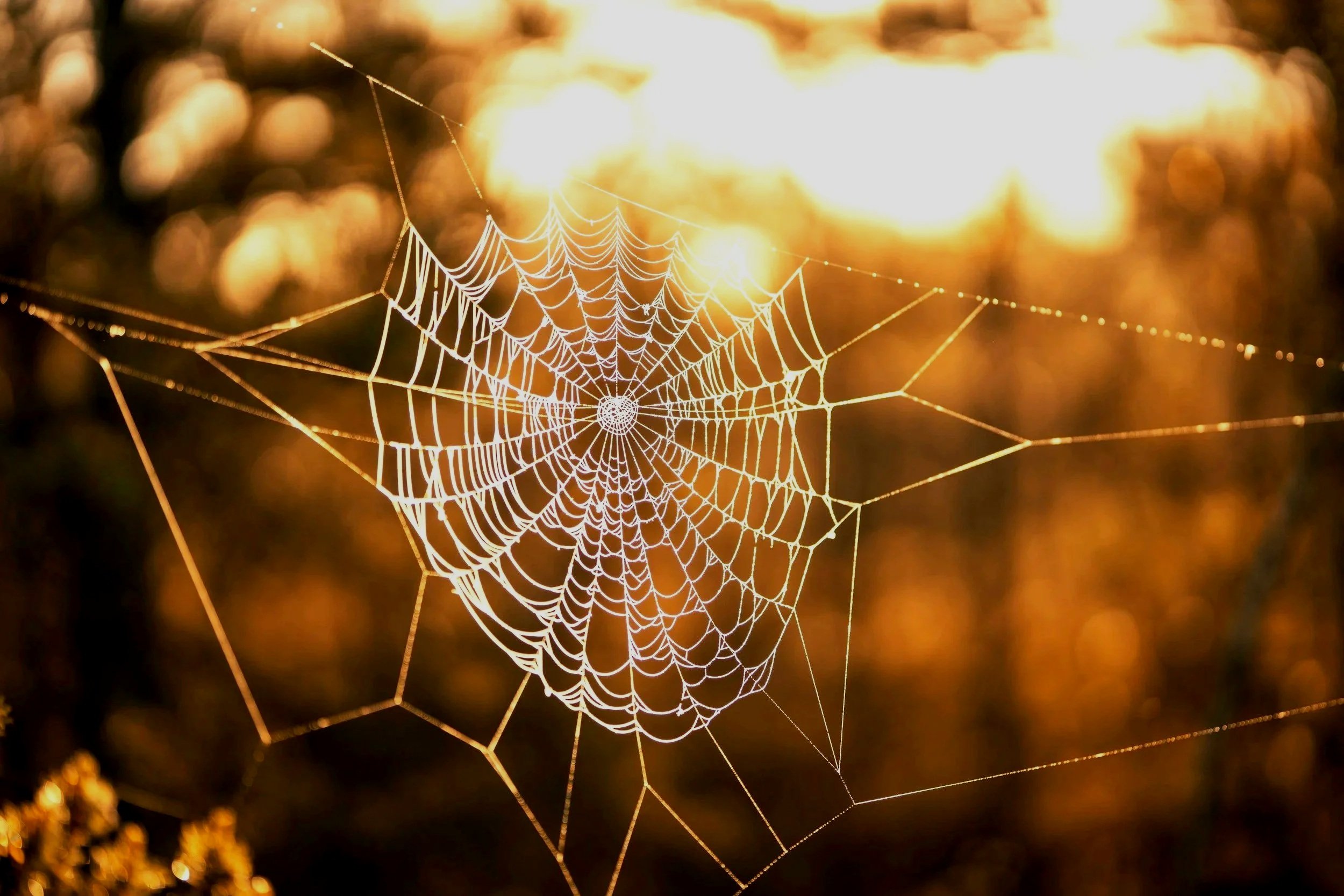 Close-up of a spider web illuminated by sunlight, with a blurred background of warm tones and bokeh lights.