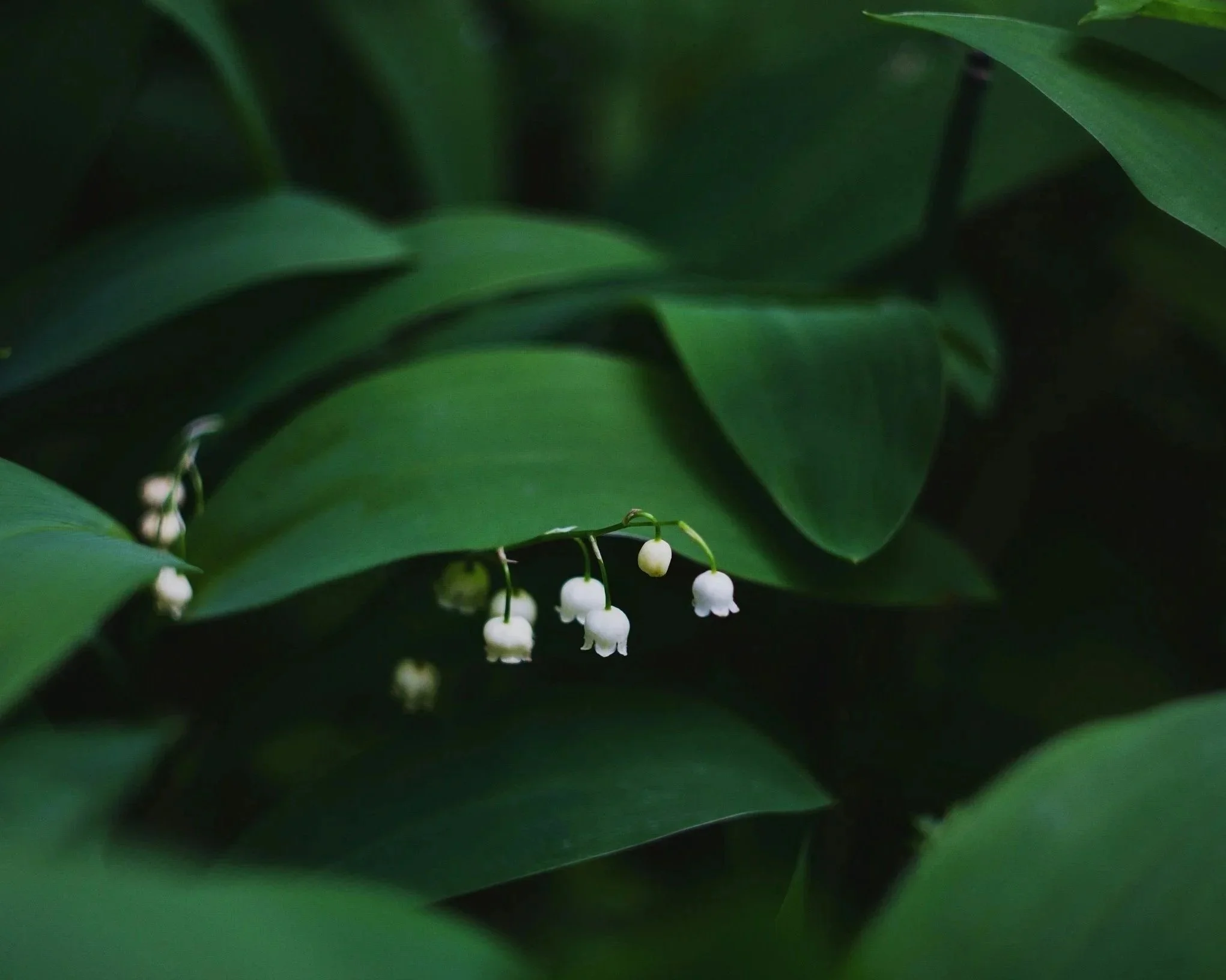 Purpose &amp; Sustainability: Are They Really Different?