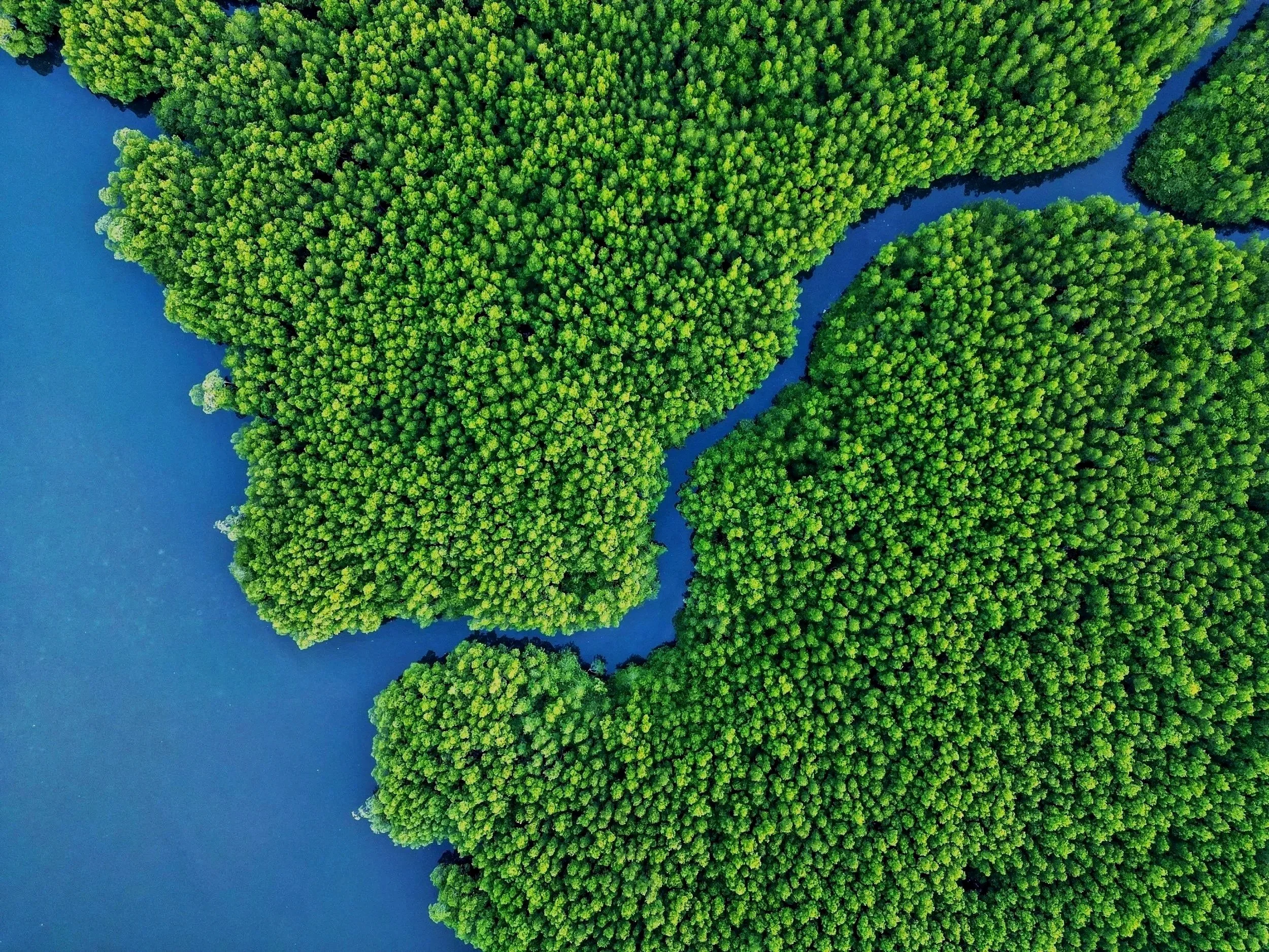 Aerial view of a winding river flowing through a dense forest with lush green trees.