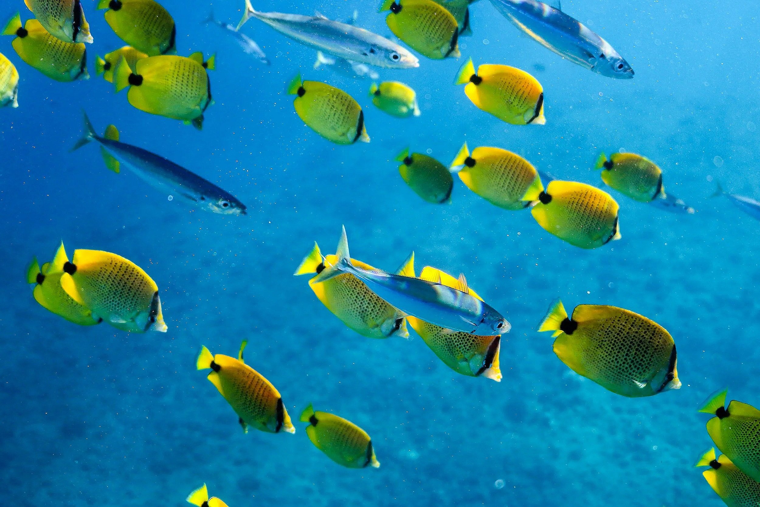 A school of colorful tropical fish swimming underwater with blue water background.