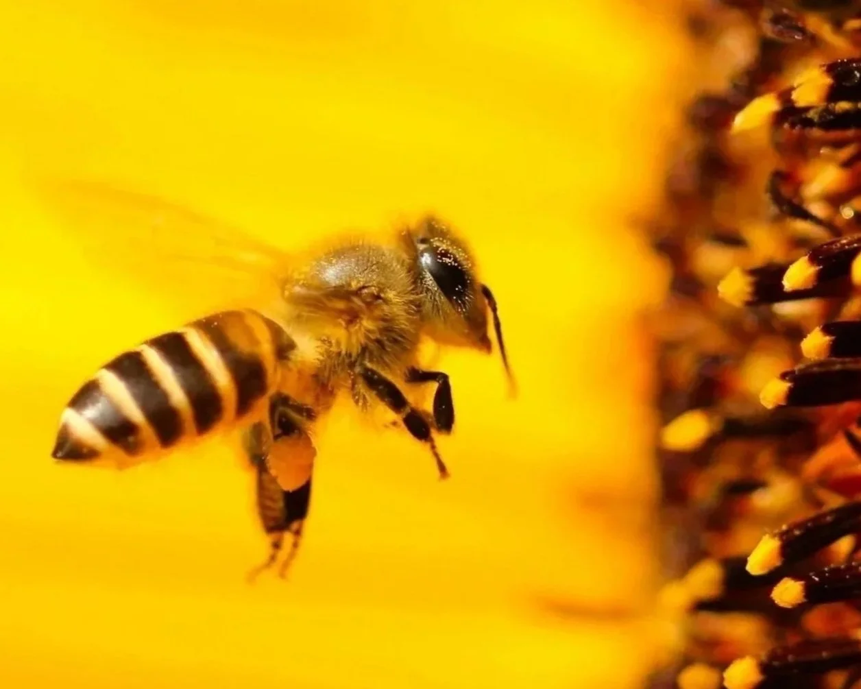 Close-up of a honeybee flying near a honeycomb on a yellow background.